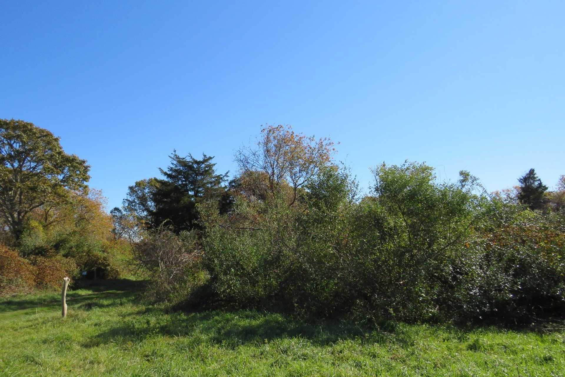 Allens Pond before invasive brush management