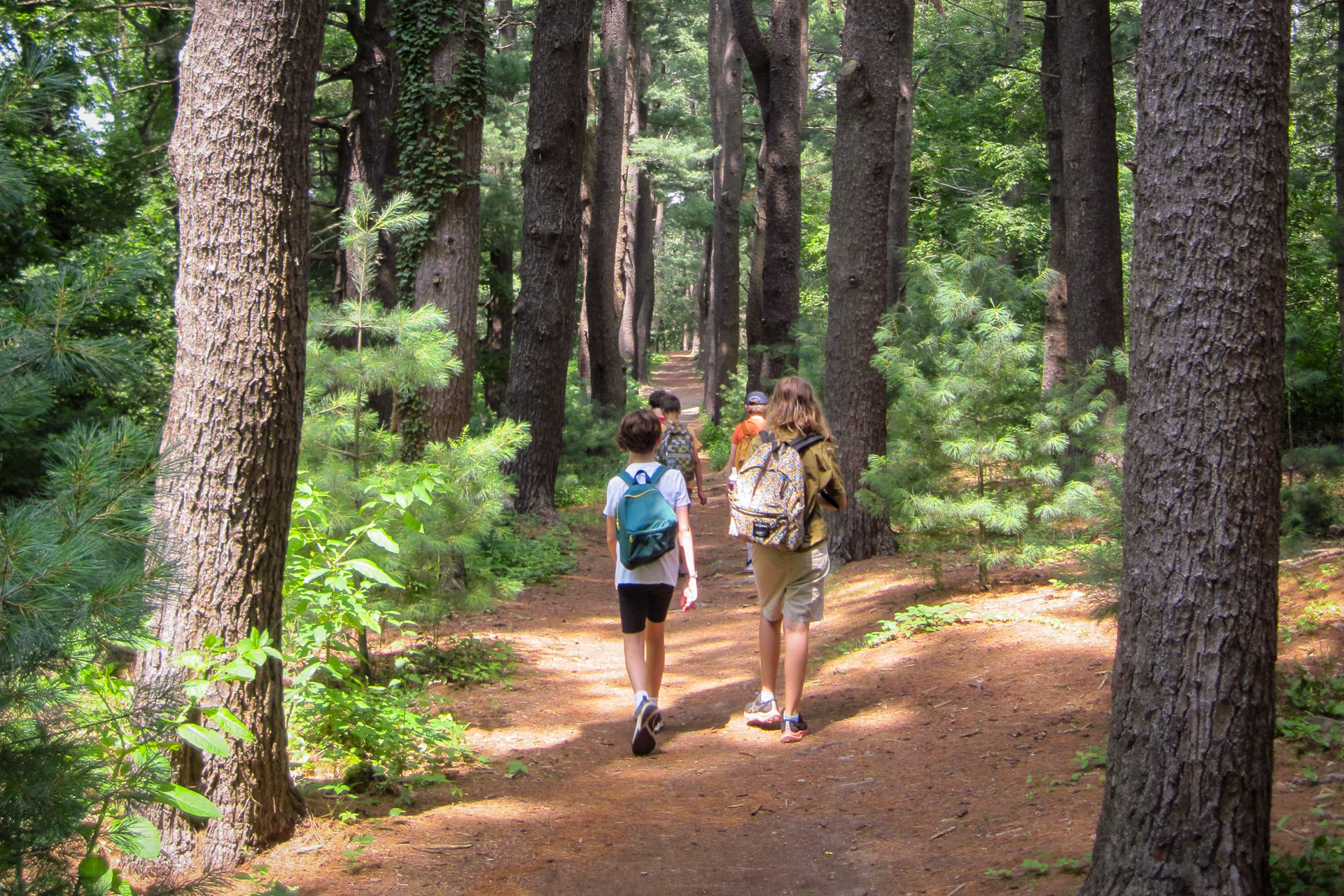 A group of older campers at Habitat Nature Camp hiking a trail through a pine forest on an all-day hike