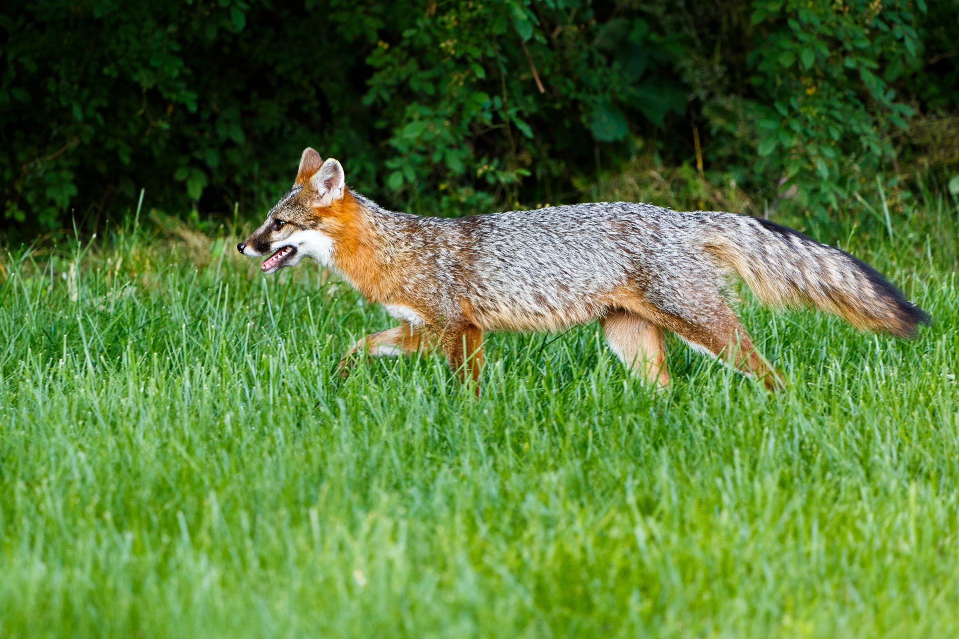 Profile of Gray Fox walking in the grass