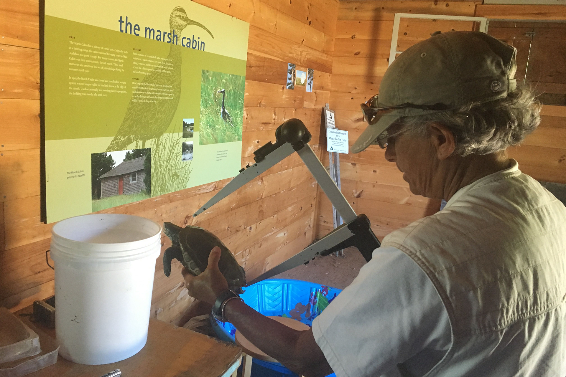 Person in a tan hat and tan vest measures a turtle.