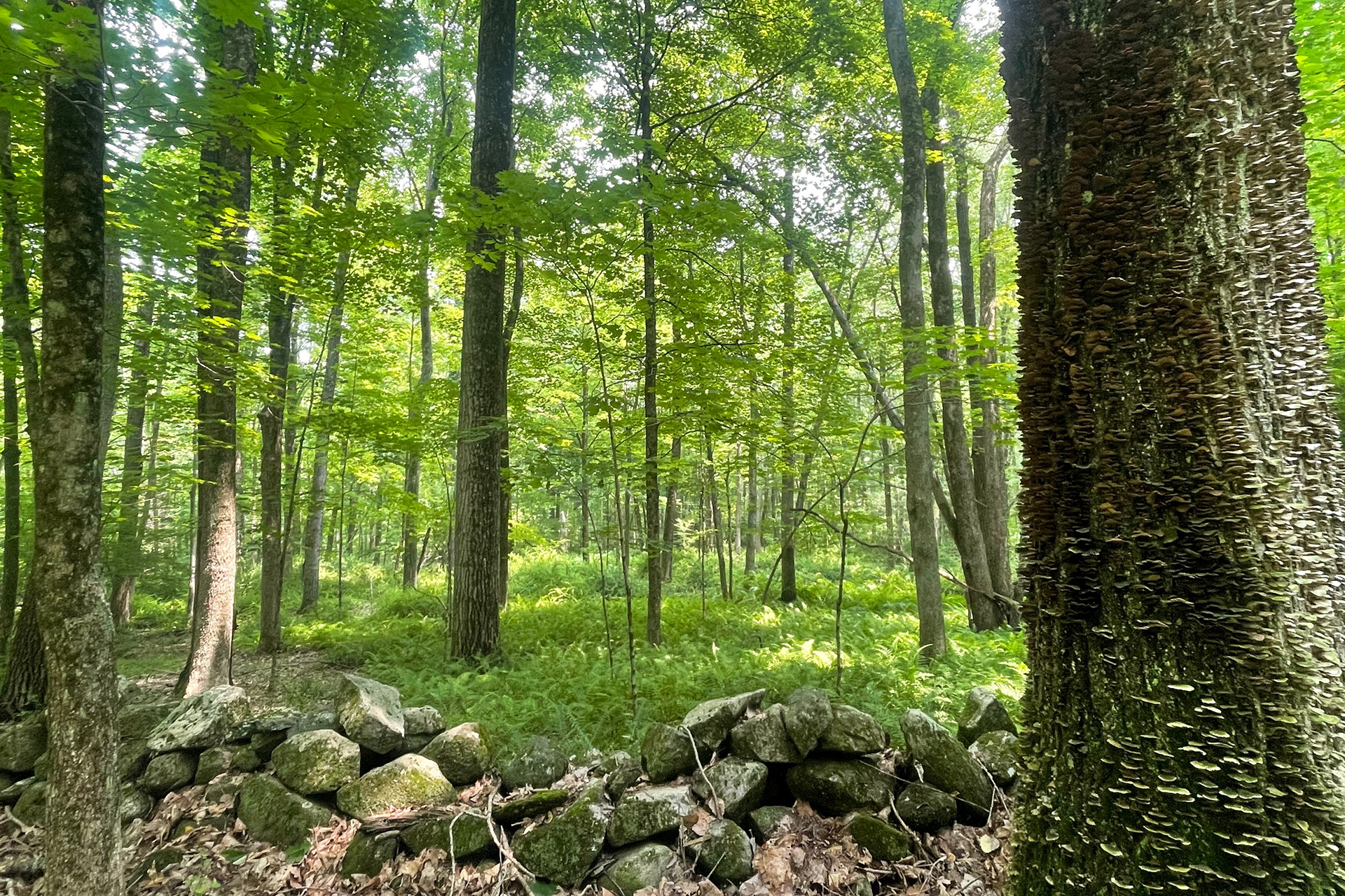 A stone wall and lush green forest at Laughing Brook