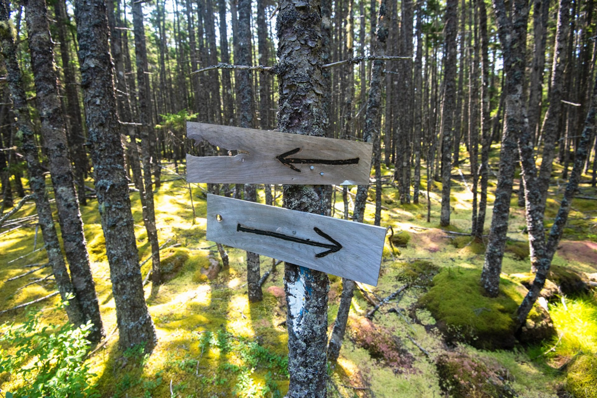 Arrow sign pointing left and right in a bright green wood © Josh Touster