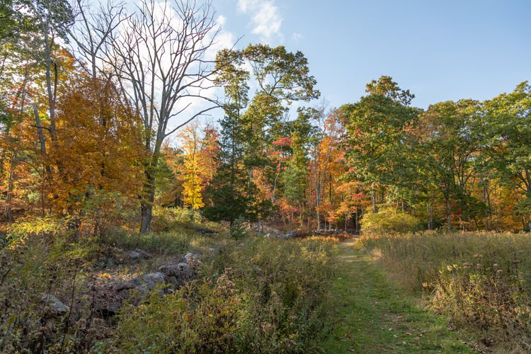 A grassy trail alongside a rock wall, leading to a forest with fall foliage.