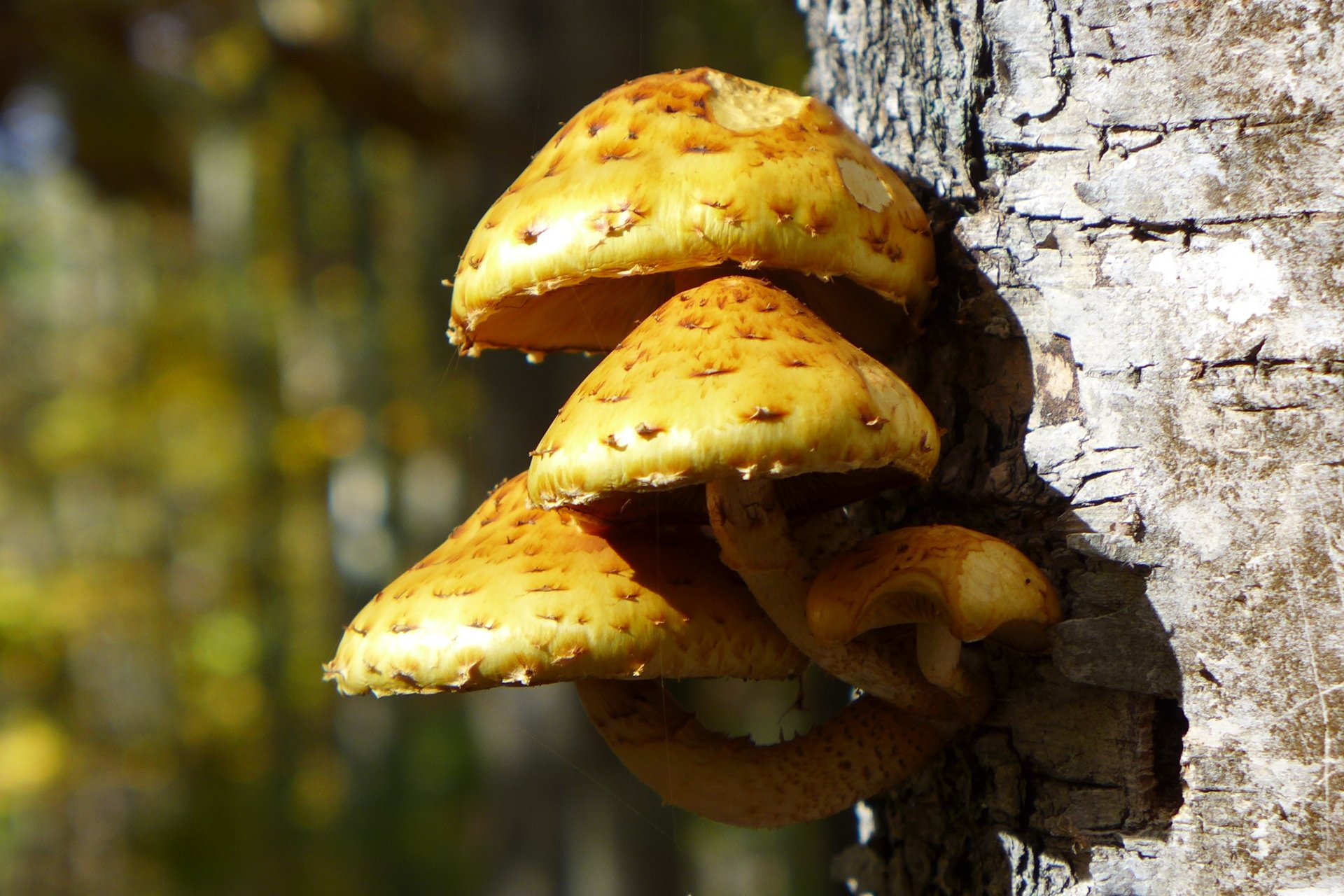 Mushrooms growing out of tree