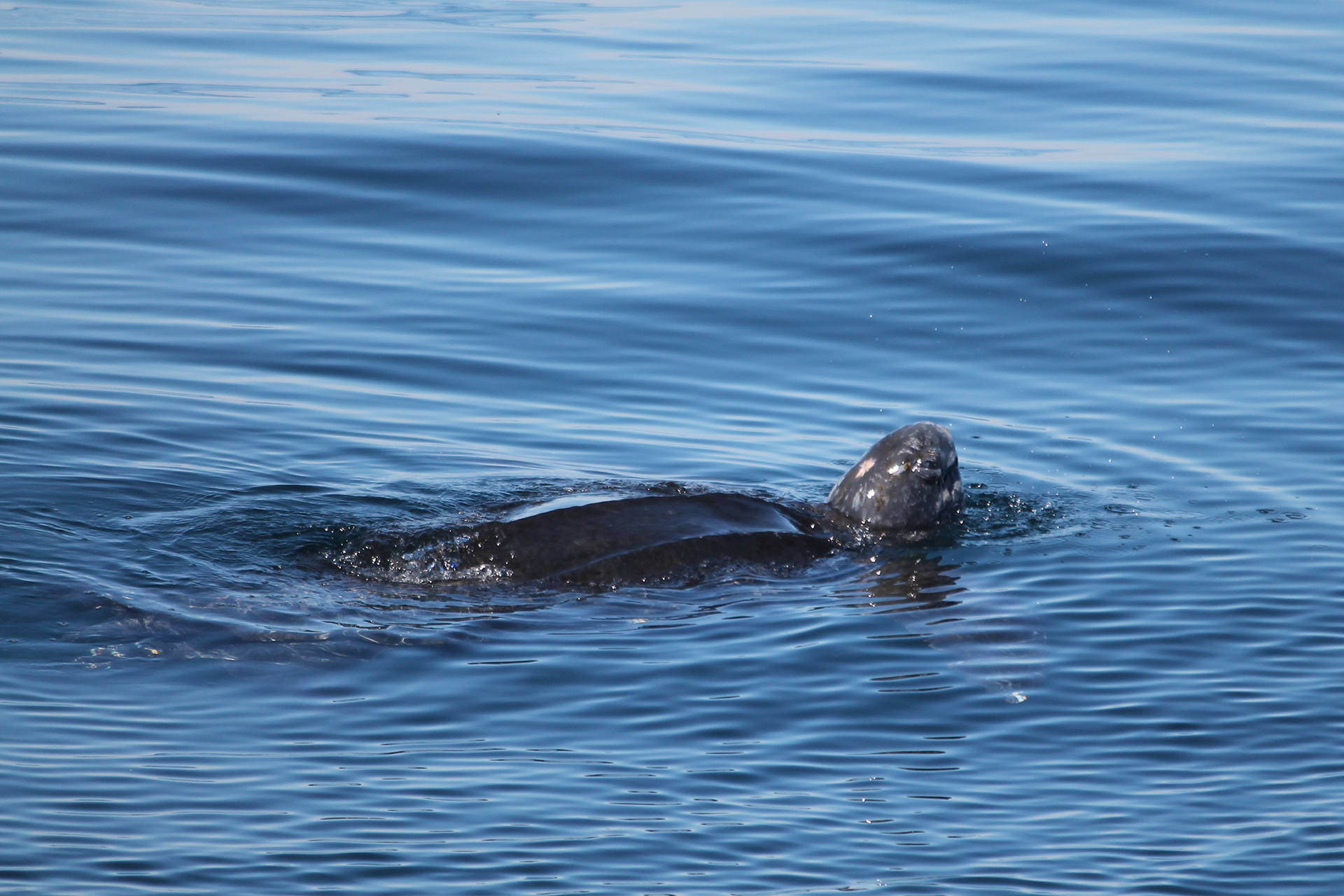 Leatherback turtle swimming in water