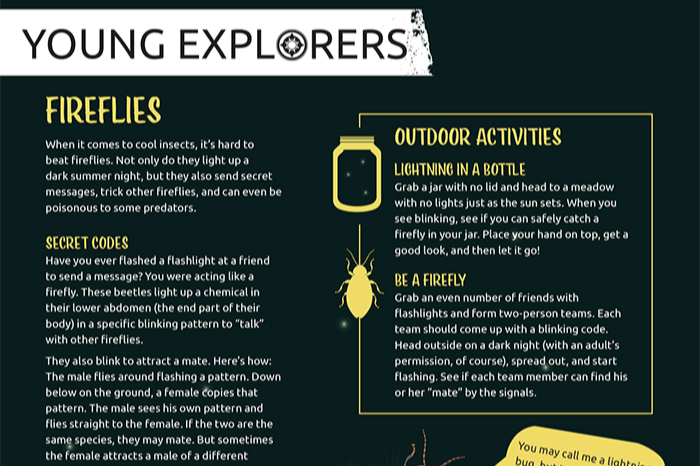 Fireflies Activity Sheet