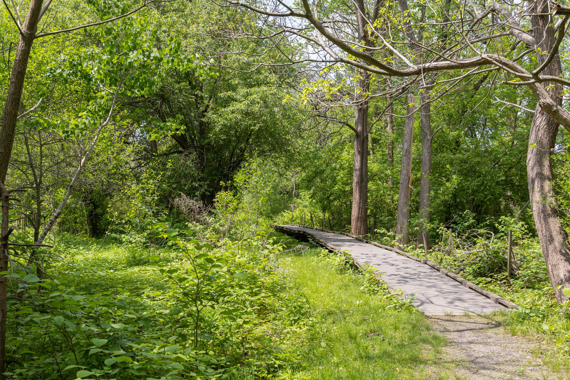 A boardwalk cutting through tall green shrubs and trees.