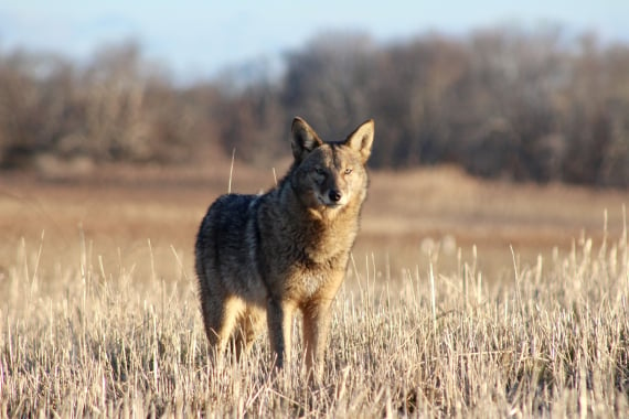 Coyote standing in tall grass starting at camera