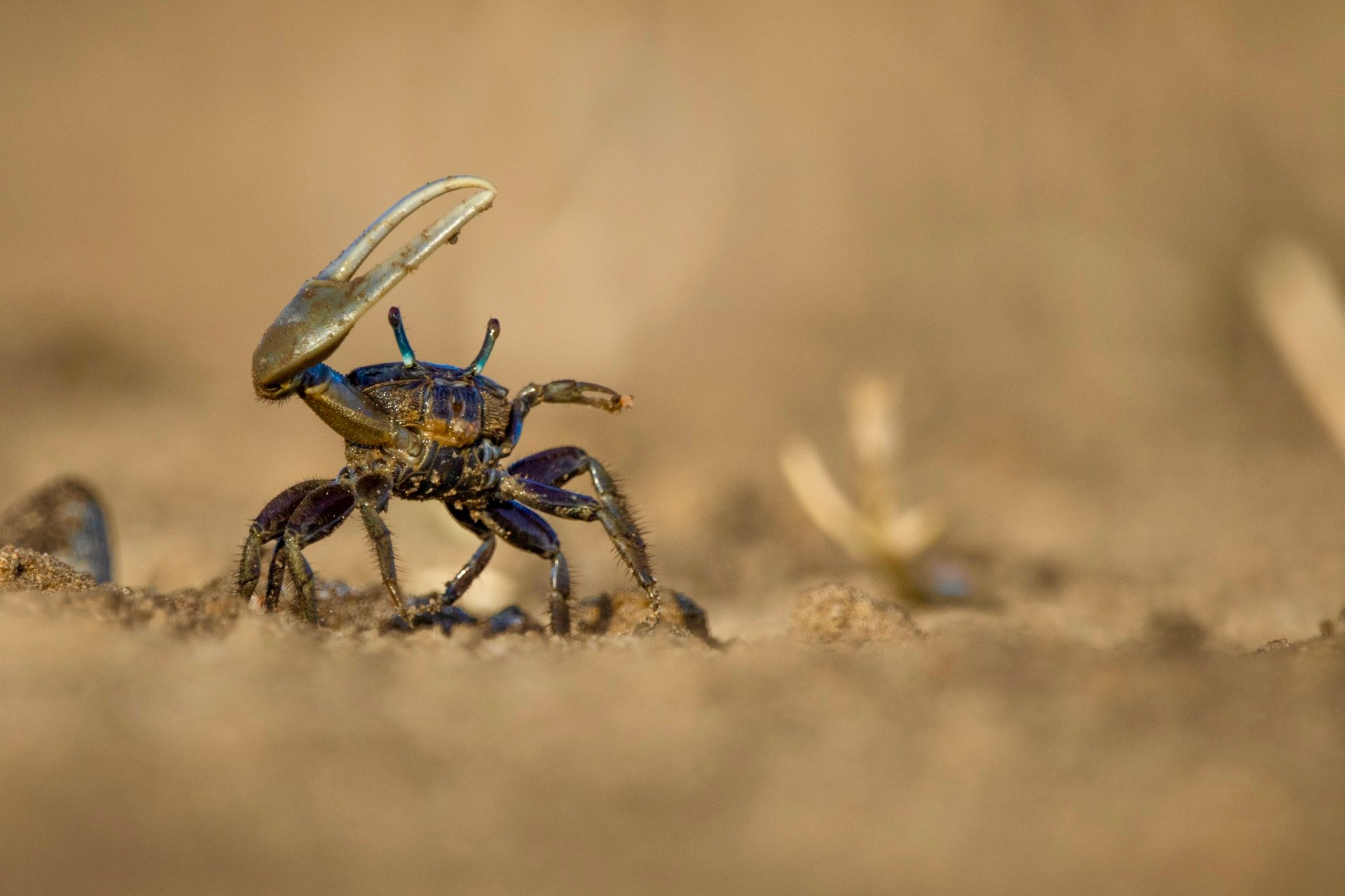 up close of a fiddler crab with claw in air