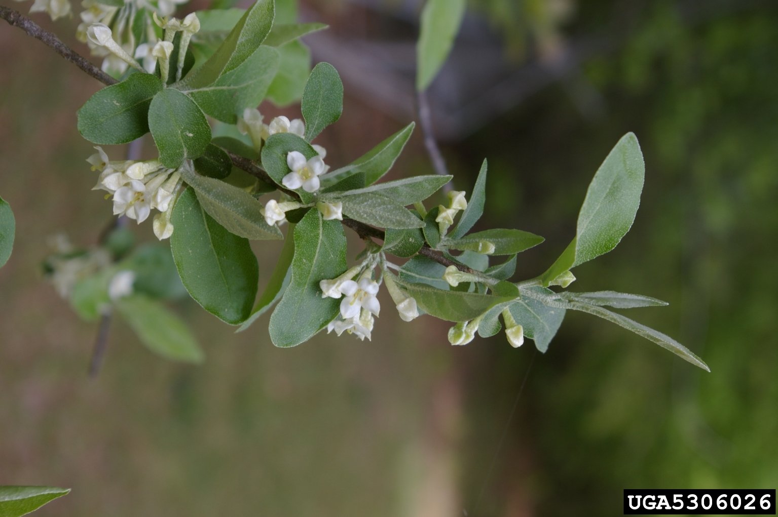 Autumn Olive with white flowers