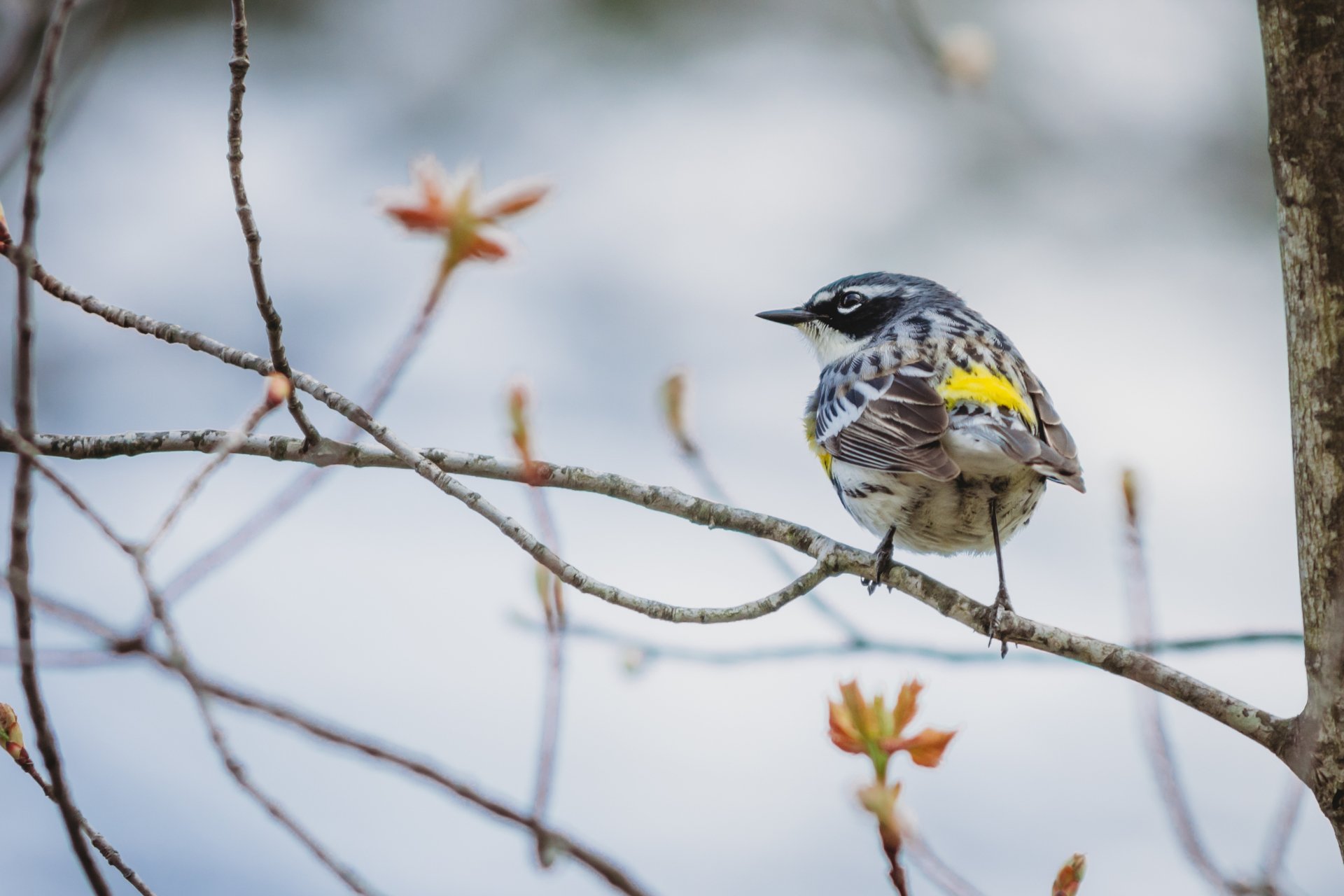 Yellow-rumped Warbler on a branch