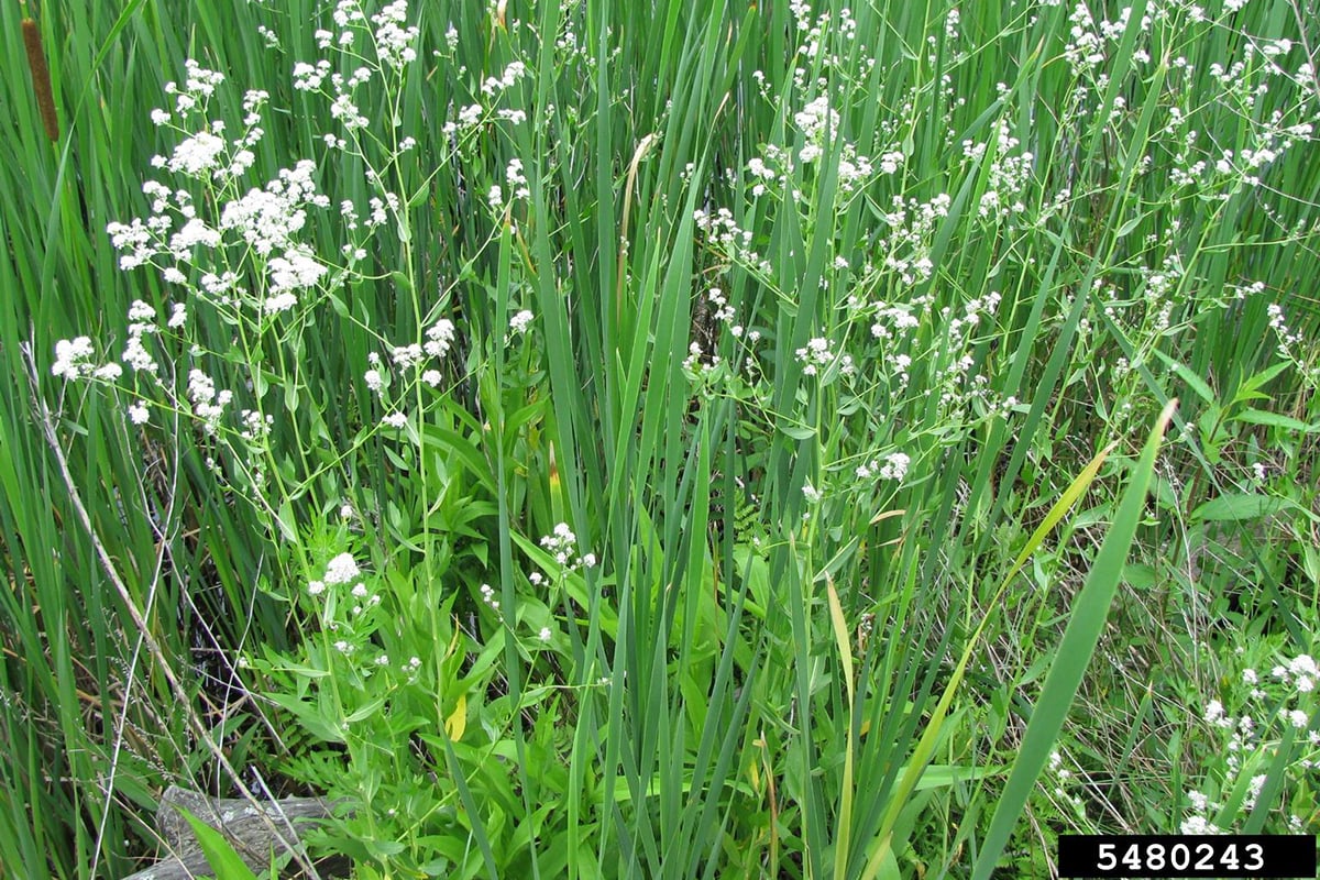 Perennial Pepperweed