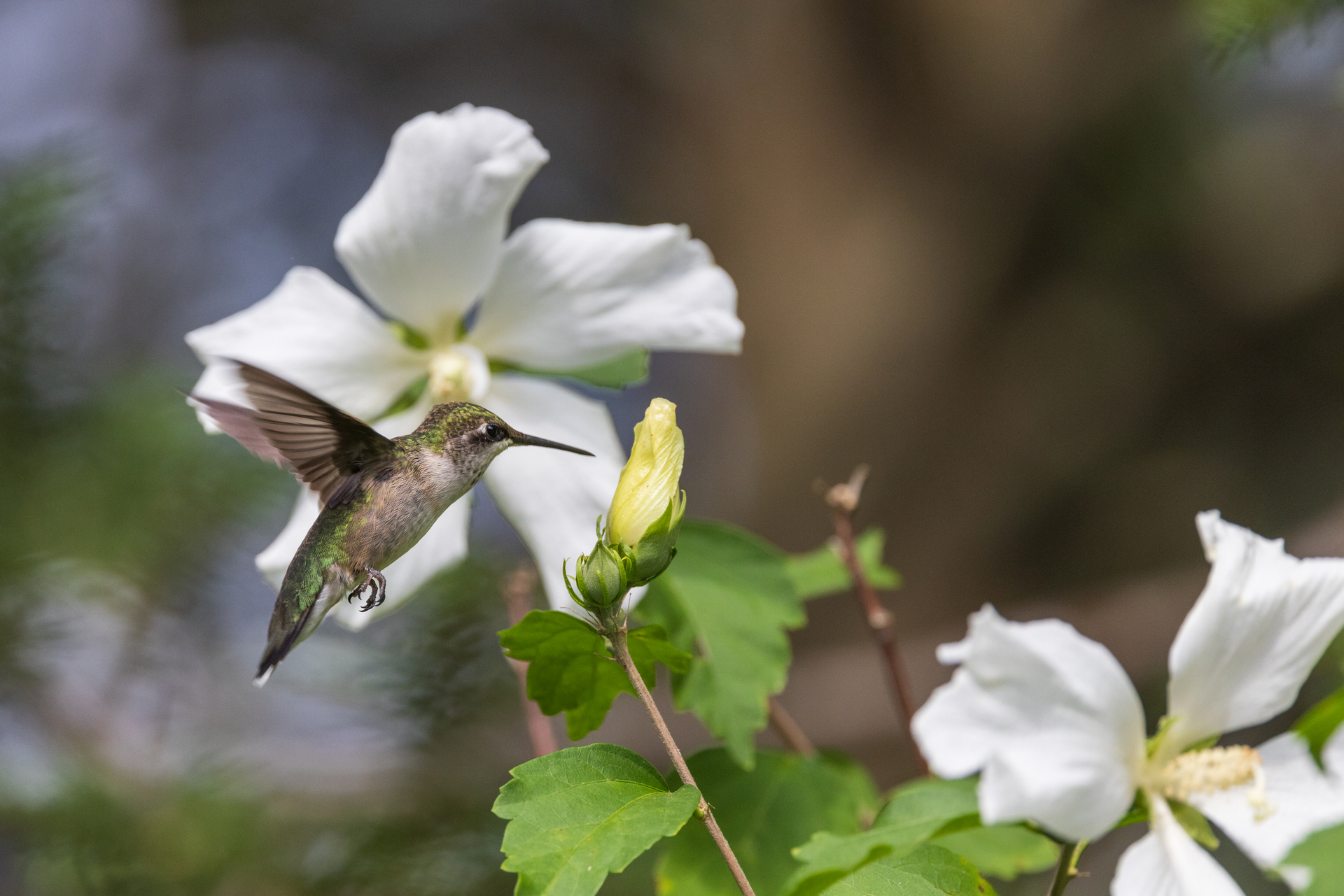 Hummingbird approaching flower