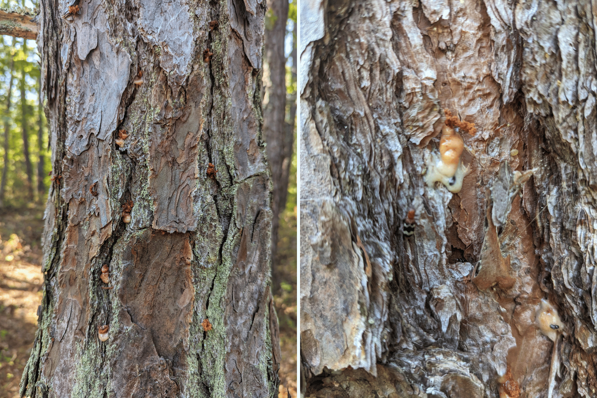 Southern Pine Beetle Exit Holes on Pitch Pine