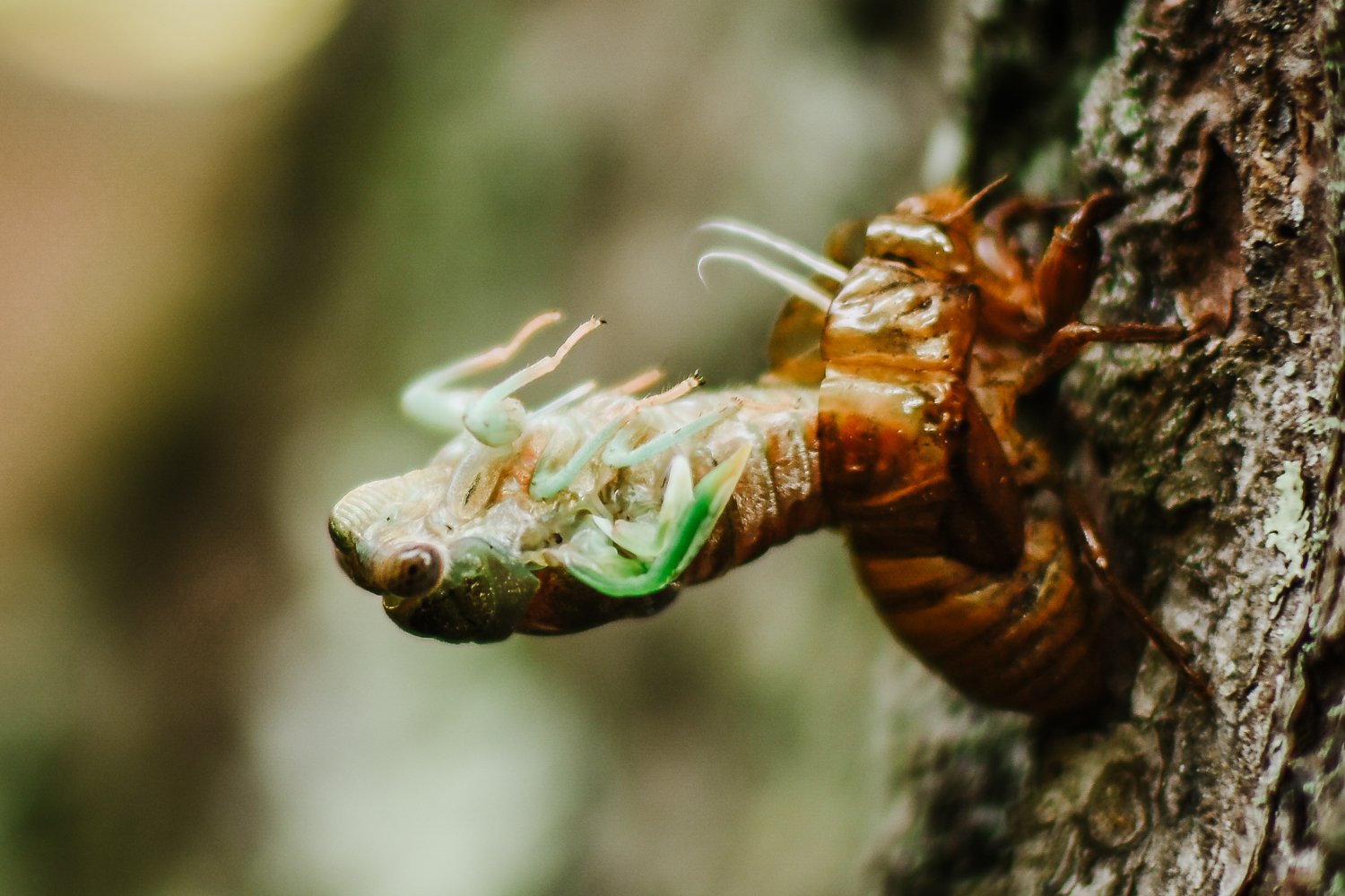 Cicada emerging from exoskeleton