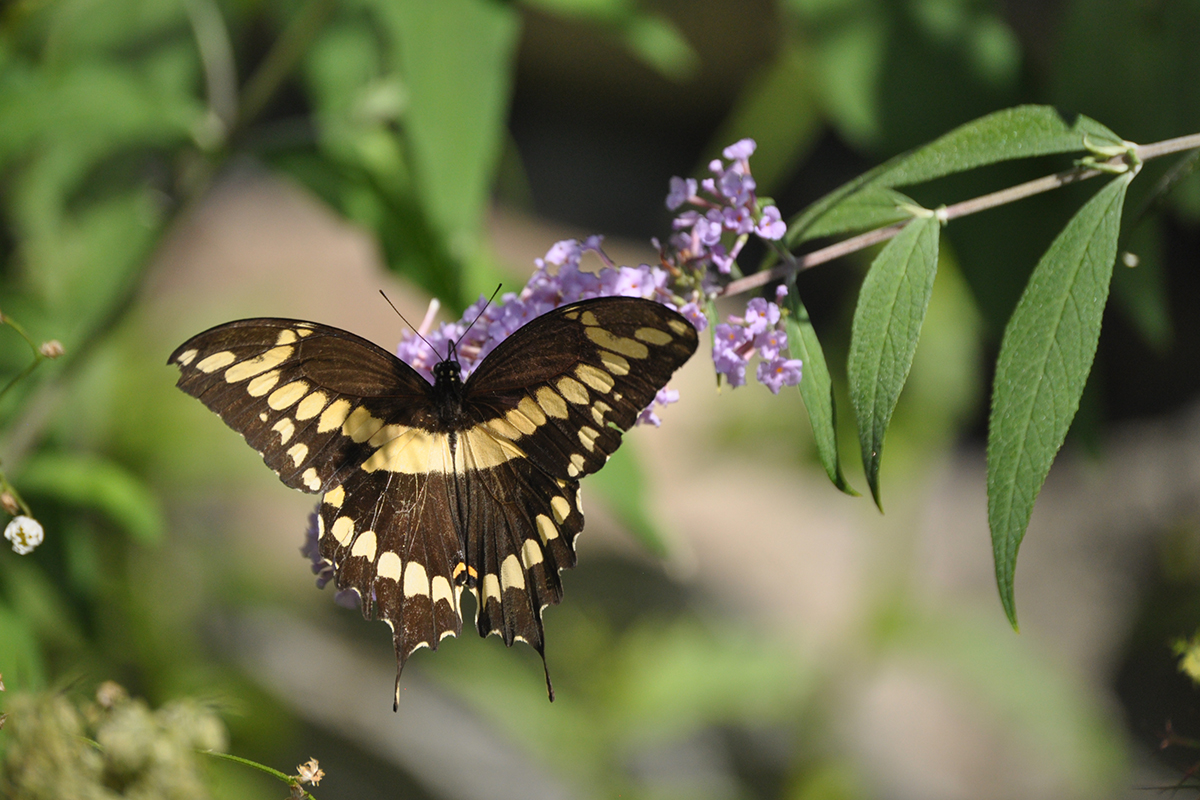large black butterfly with yellow bars on a purple flower