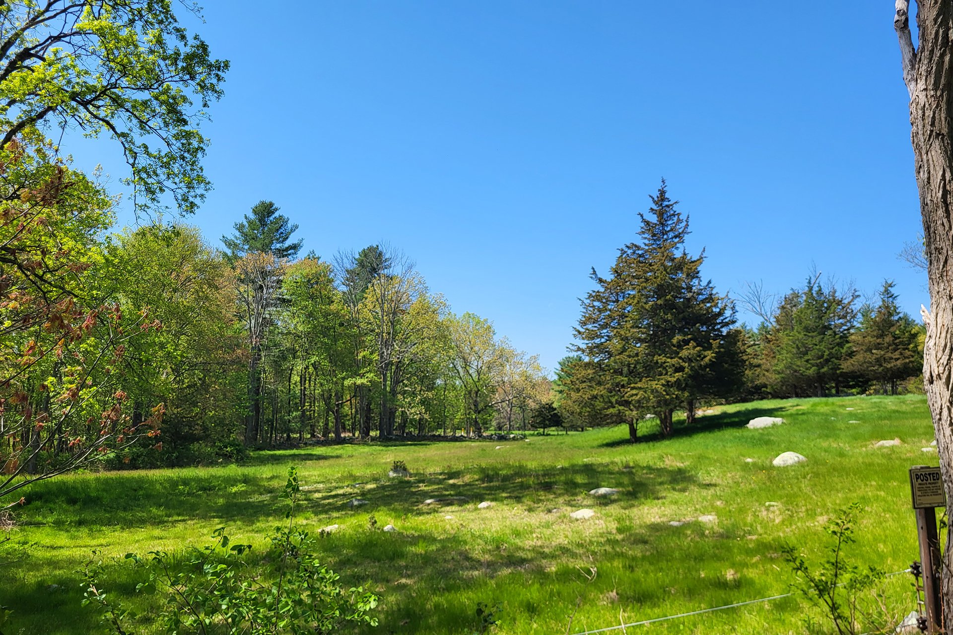 A green field and small patch of trees under a clear blue sky in Mendon