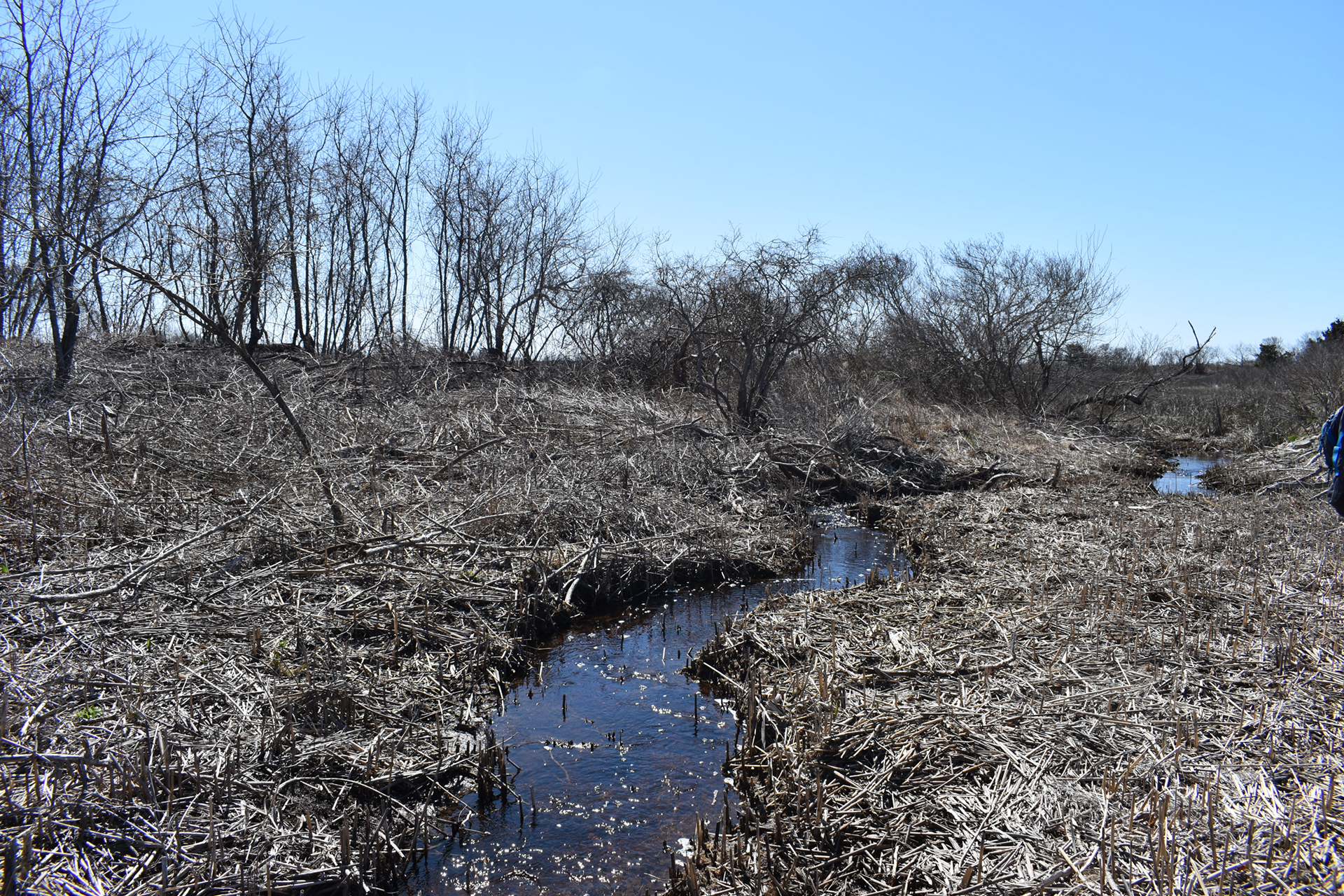 Post-restoration seasonal stream