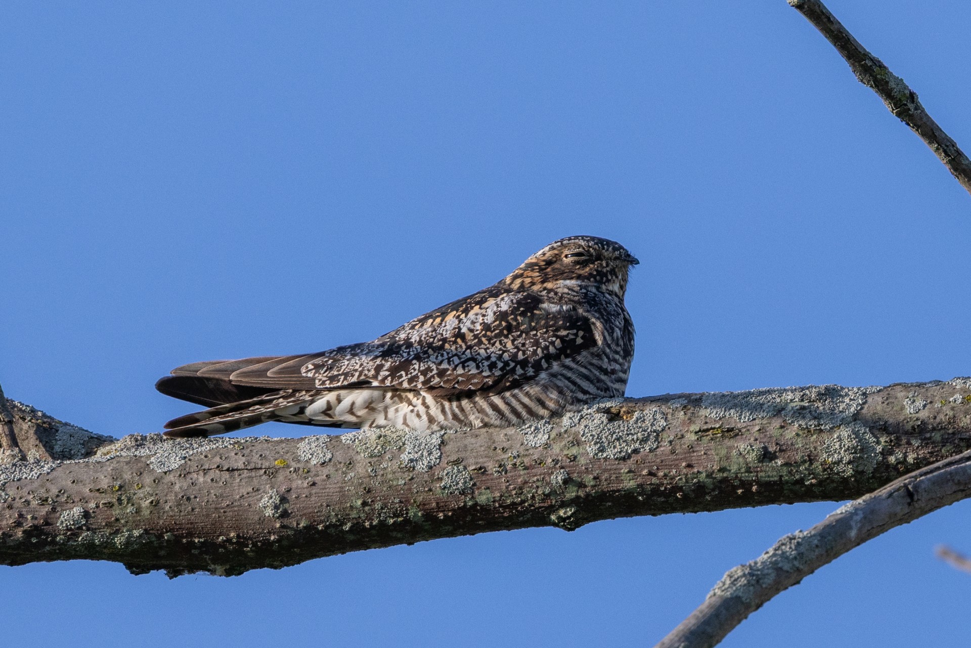 nighthawk on branch
