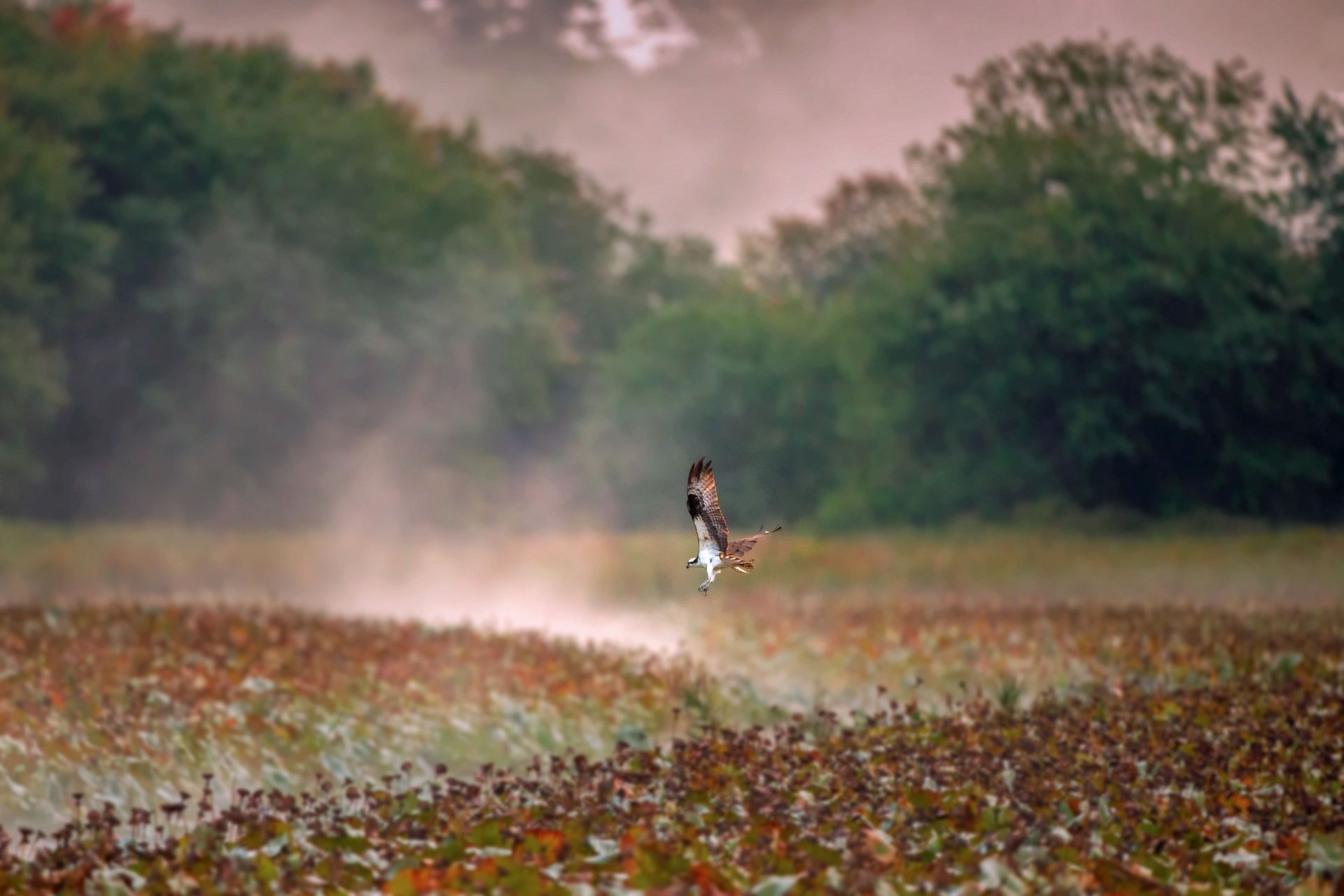 An Osprey swoops through a misty field.