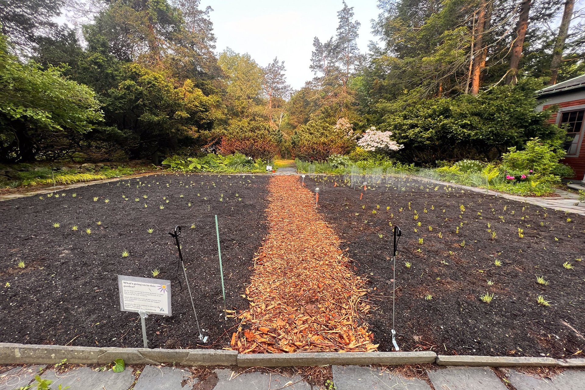 Garden space with a path down the center and budding green plants in the dirt