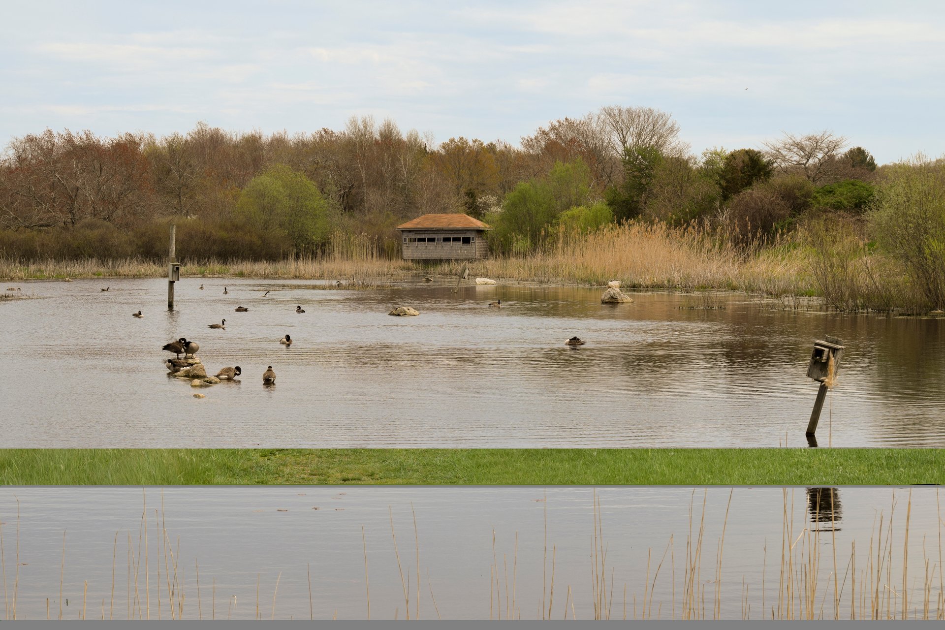 Bird observation building with windows on the other side of a lake. A goose swims near the center.