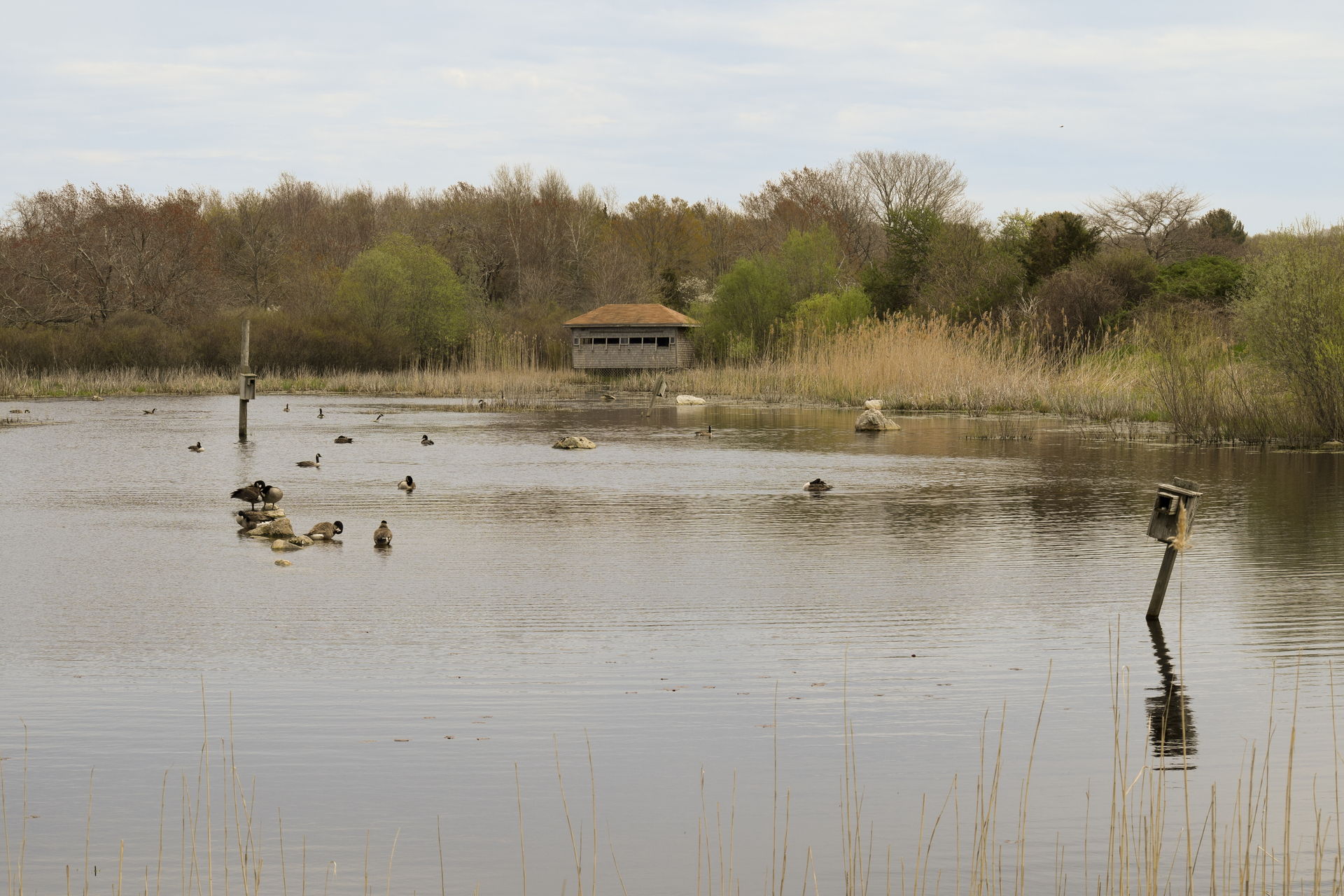 bird blind at Daniel Webster