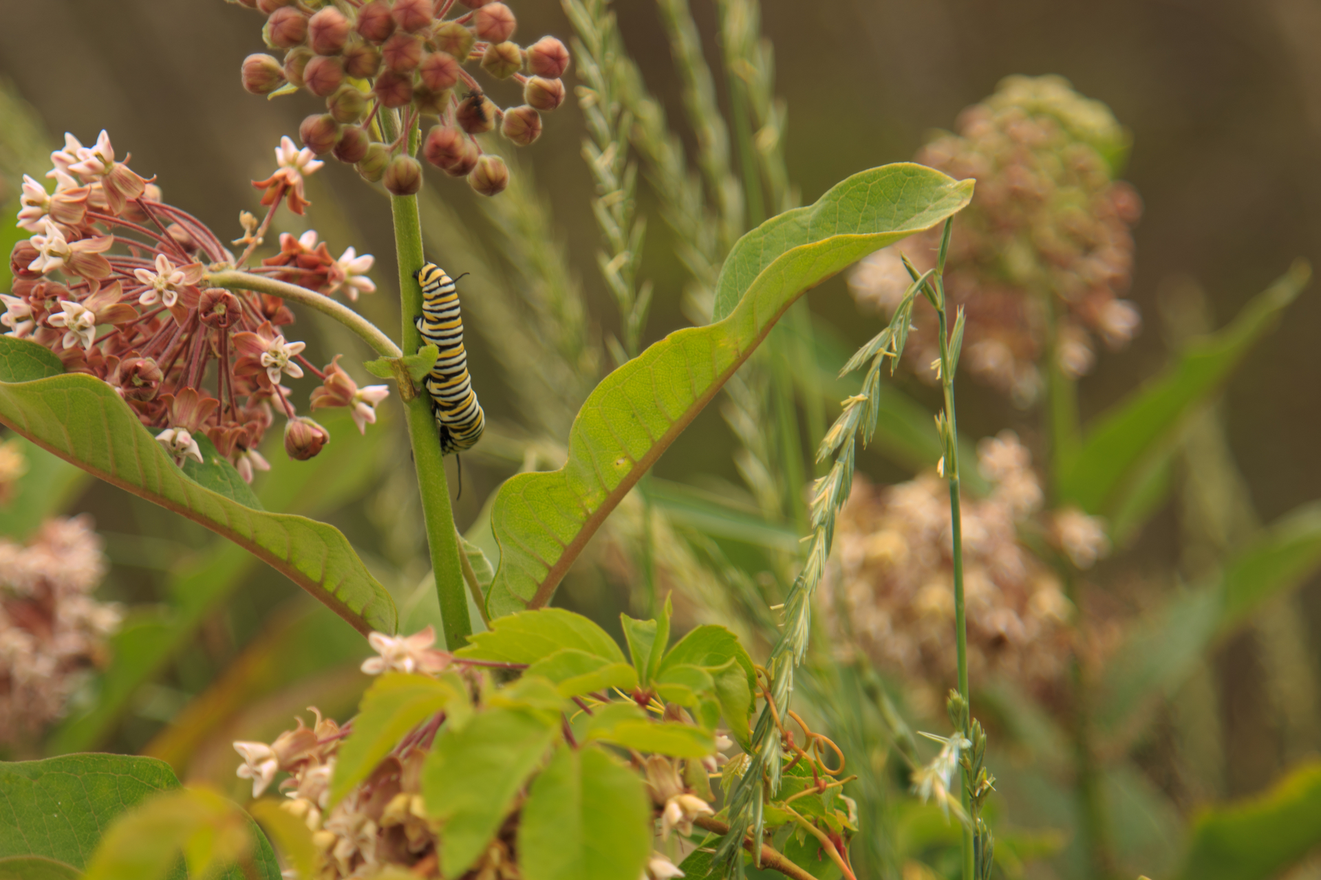 monarch caterpillar in milkweed