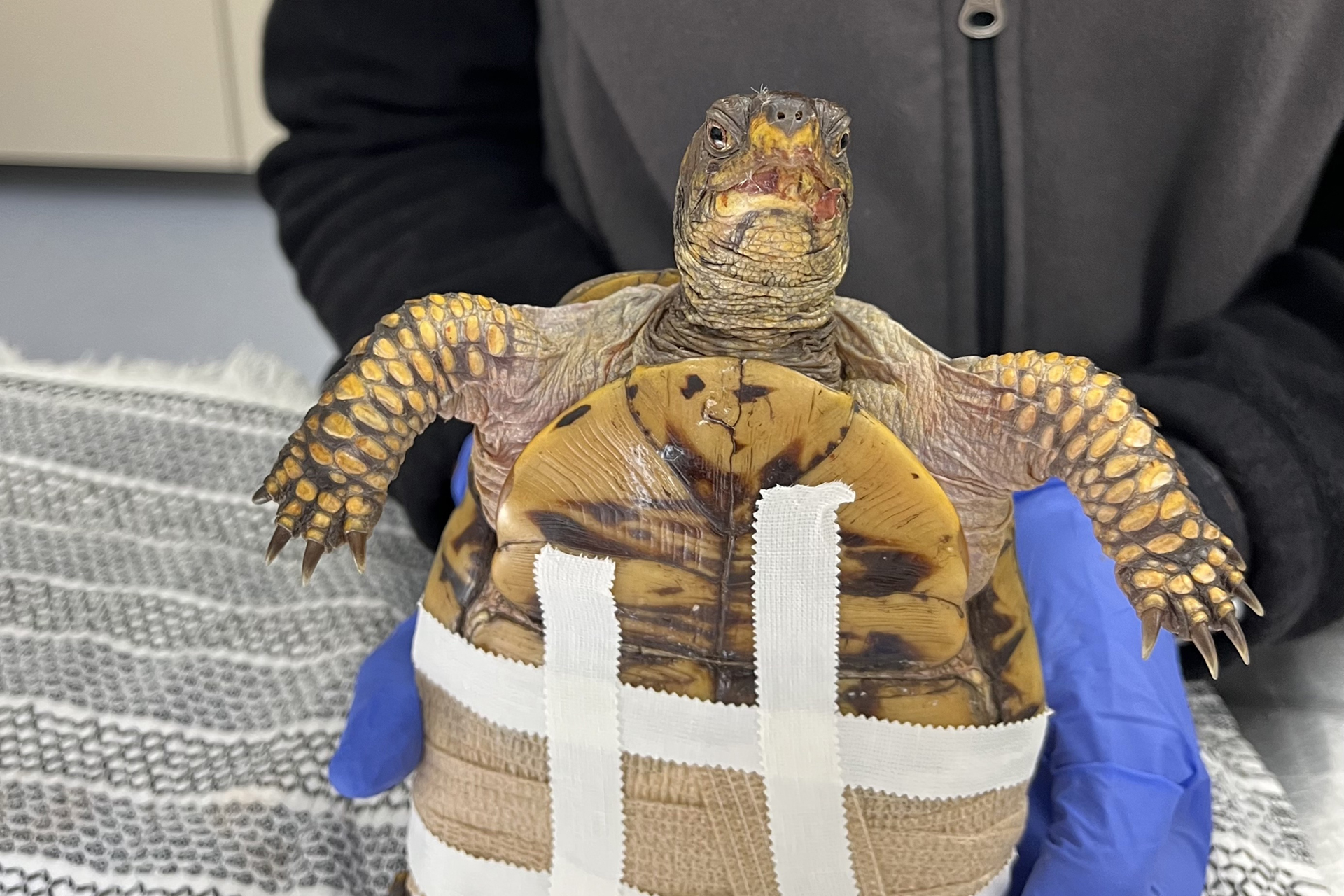 Box turtle ready for examination