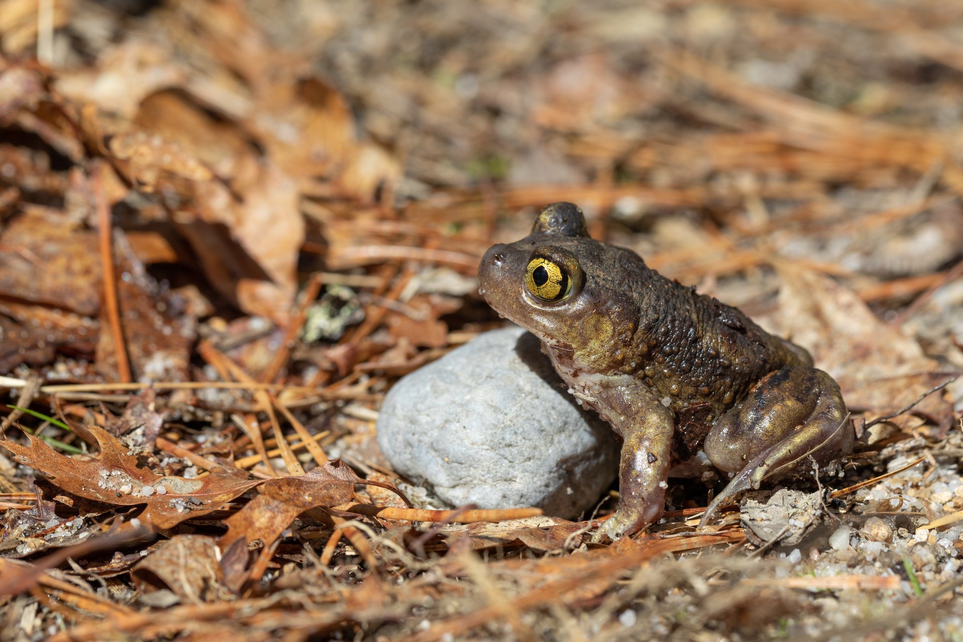 A brown toad with bright yellow eyes leans against a small rock.