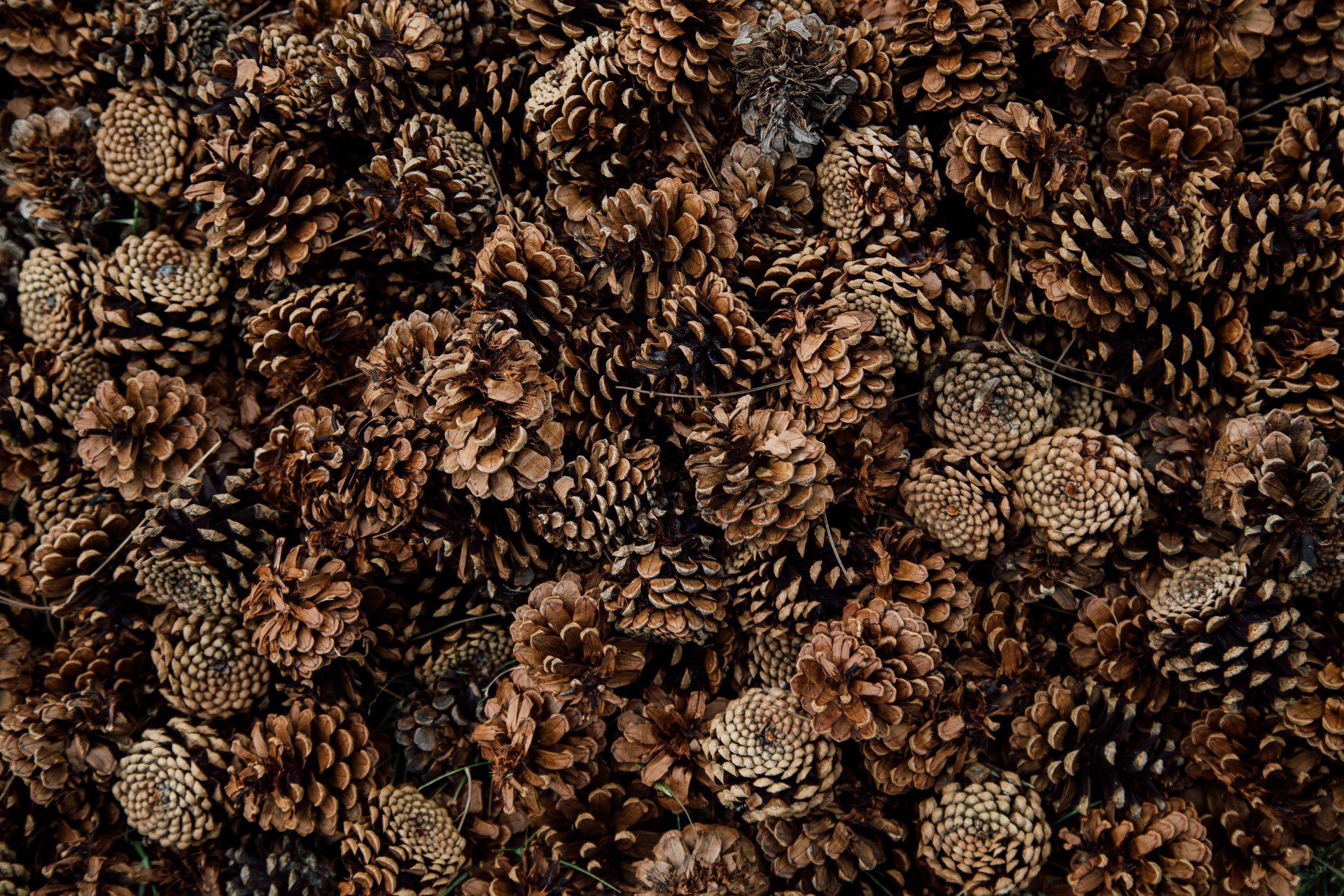 A group of pinecones packed together