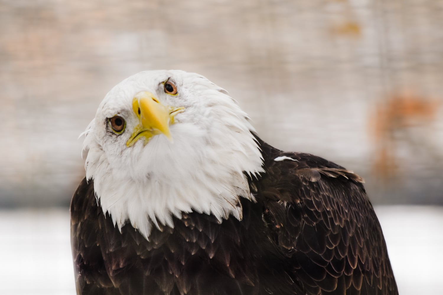 Bald eagle looking at camera