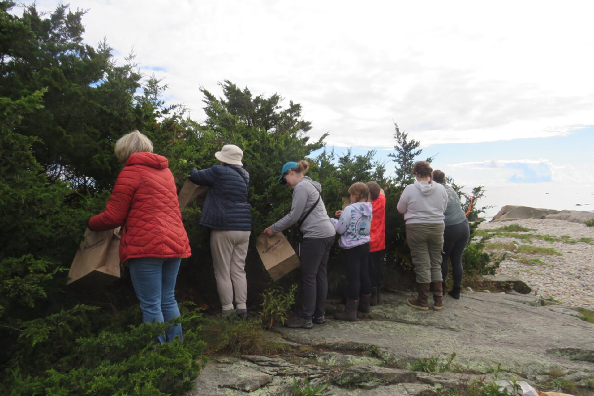 Volunteers collecting native seeds at Allens Pond