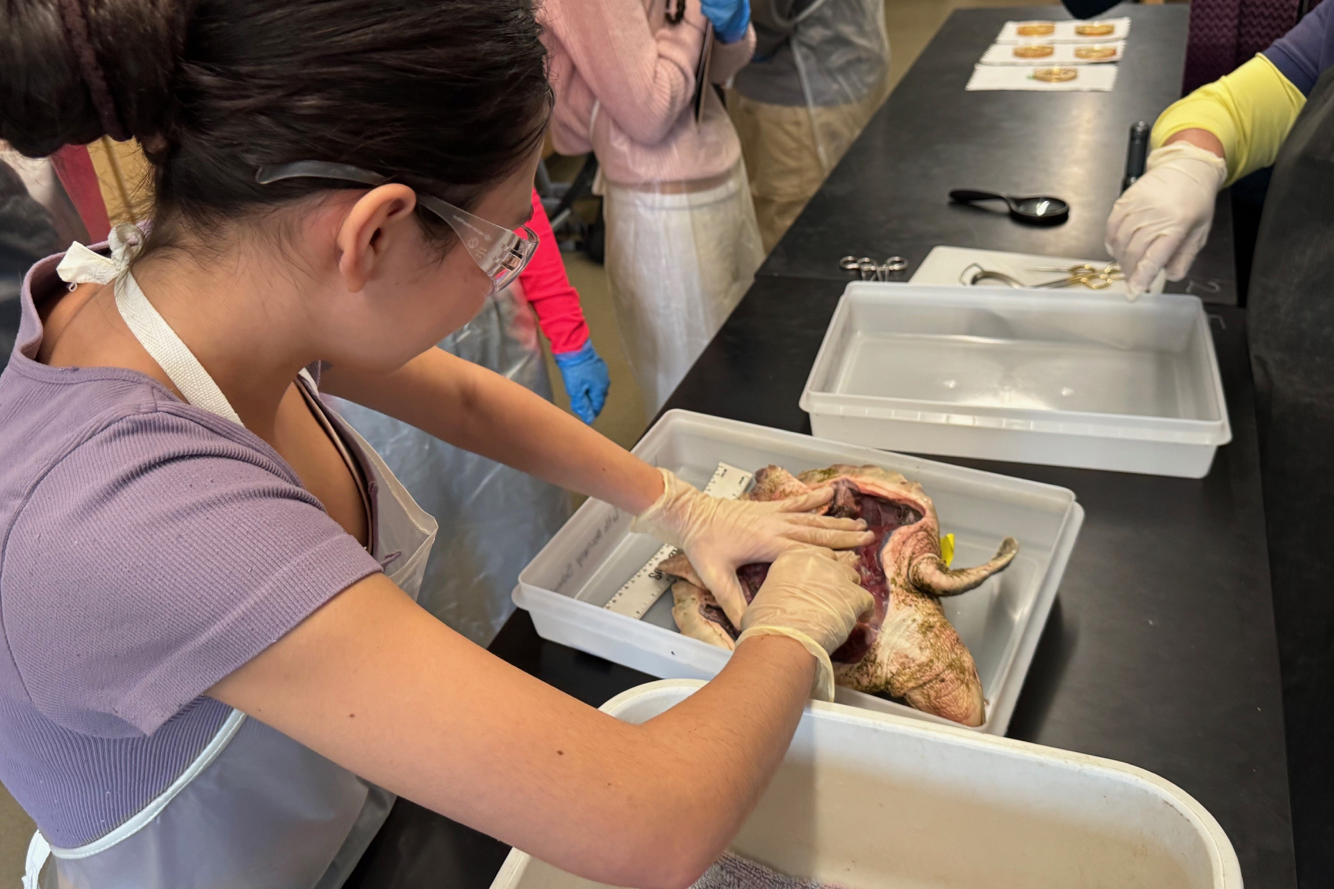 A young person performs a necropsy on a sea turtle.