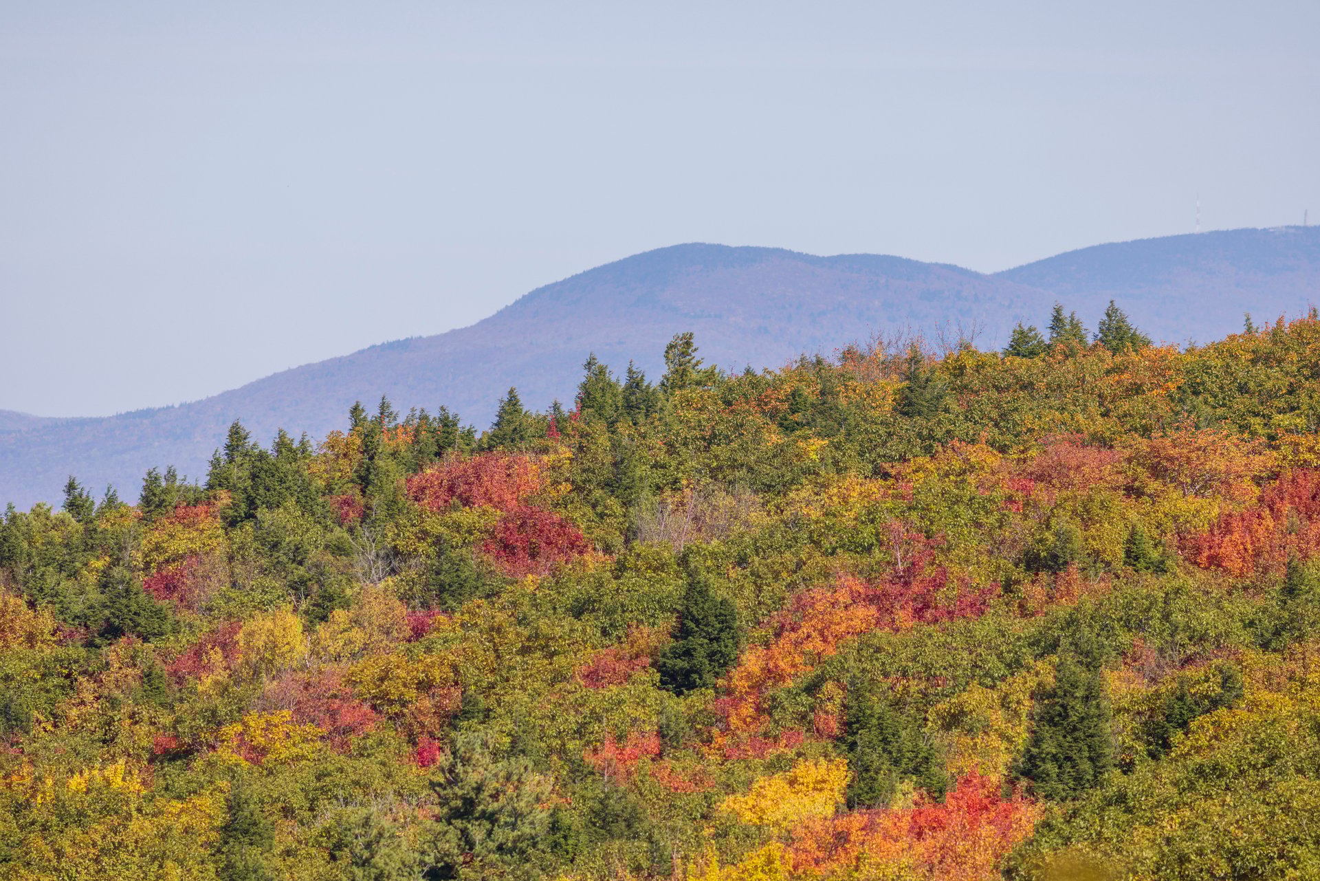 Changing leaves on mountainside
