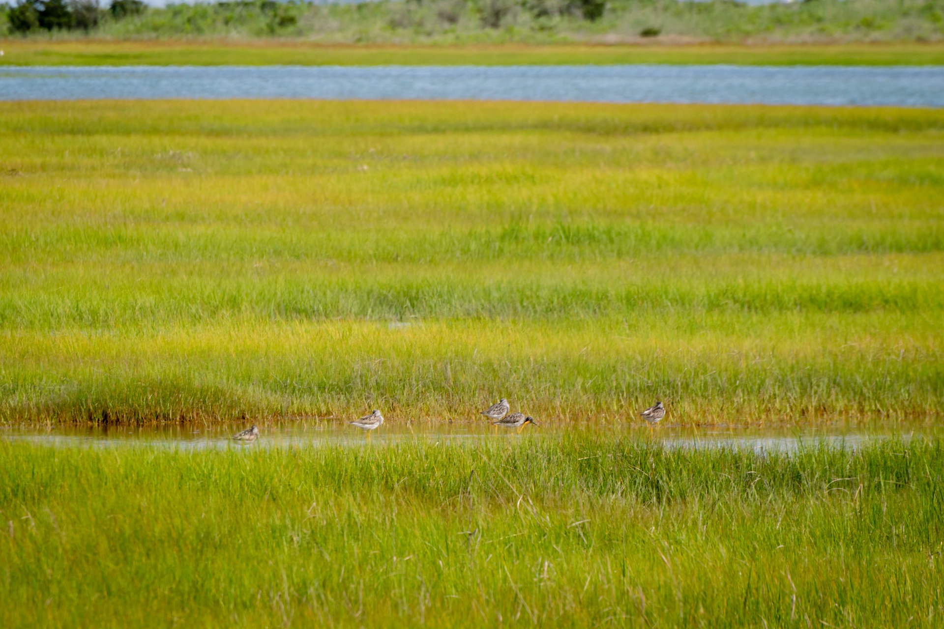 Four small shorebirds standing in a water part of a green saltmarsh. More open water in the background.