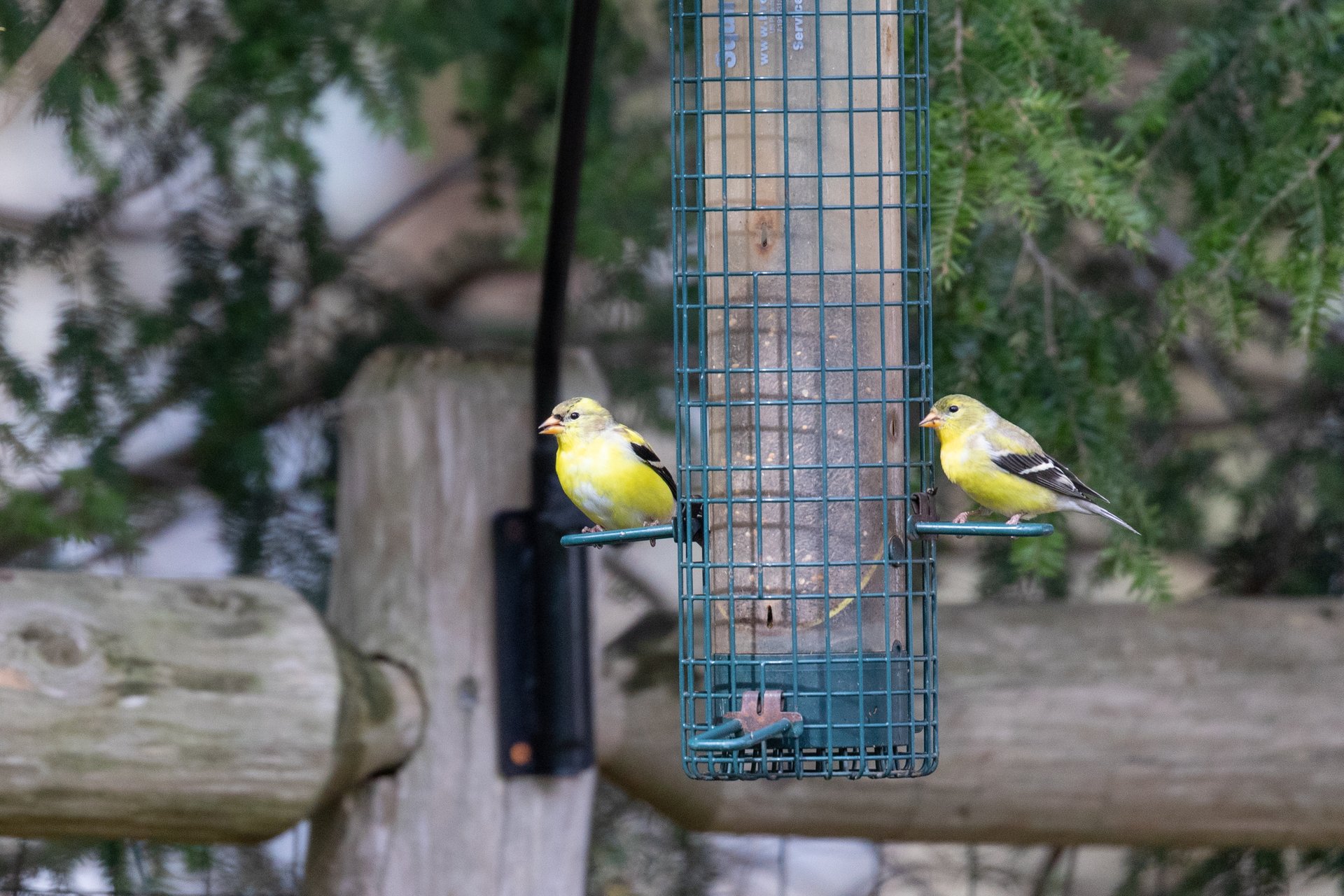 Two goldfinches sitting at bird feeder