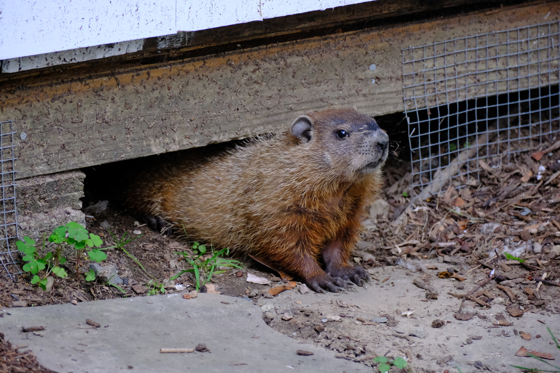 Groundhog peeking out from under a structure