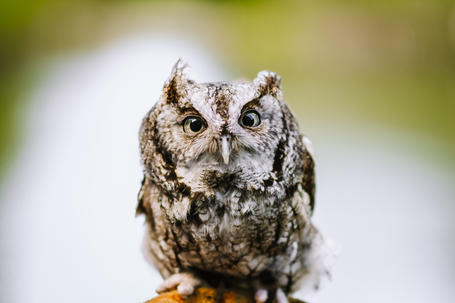 A screech owl at Blue Hills.