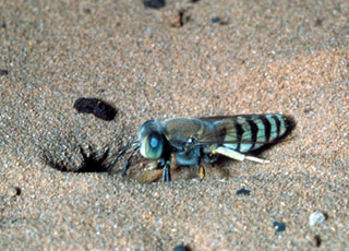 Sand wasp © Howard Ensign Evans, Colorado State University, Bugwood.org