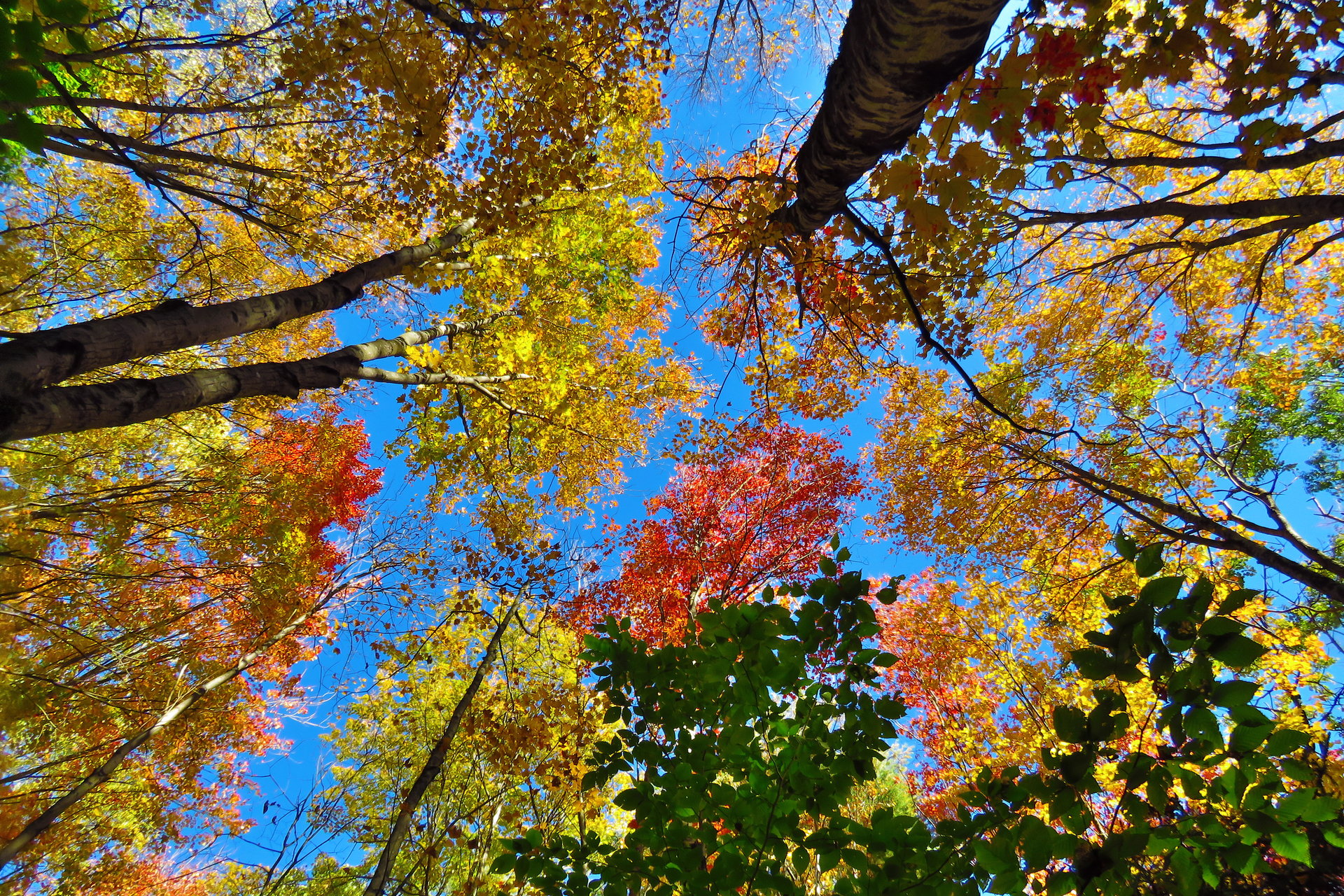 looking up at the tree canopy in fall -- reds, yellows, oranges, greens
