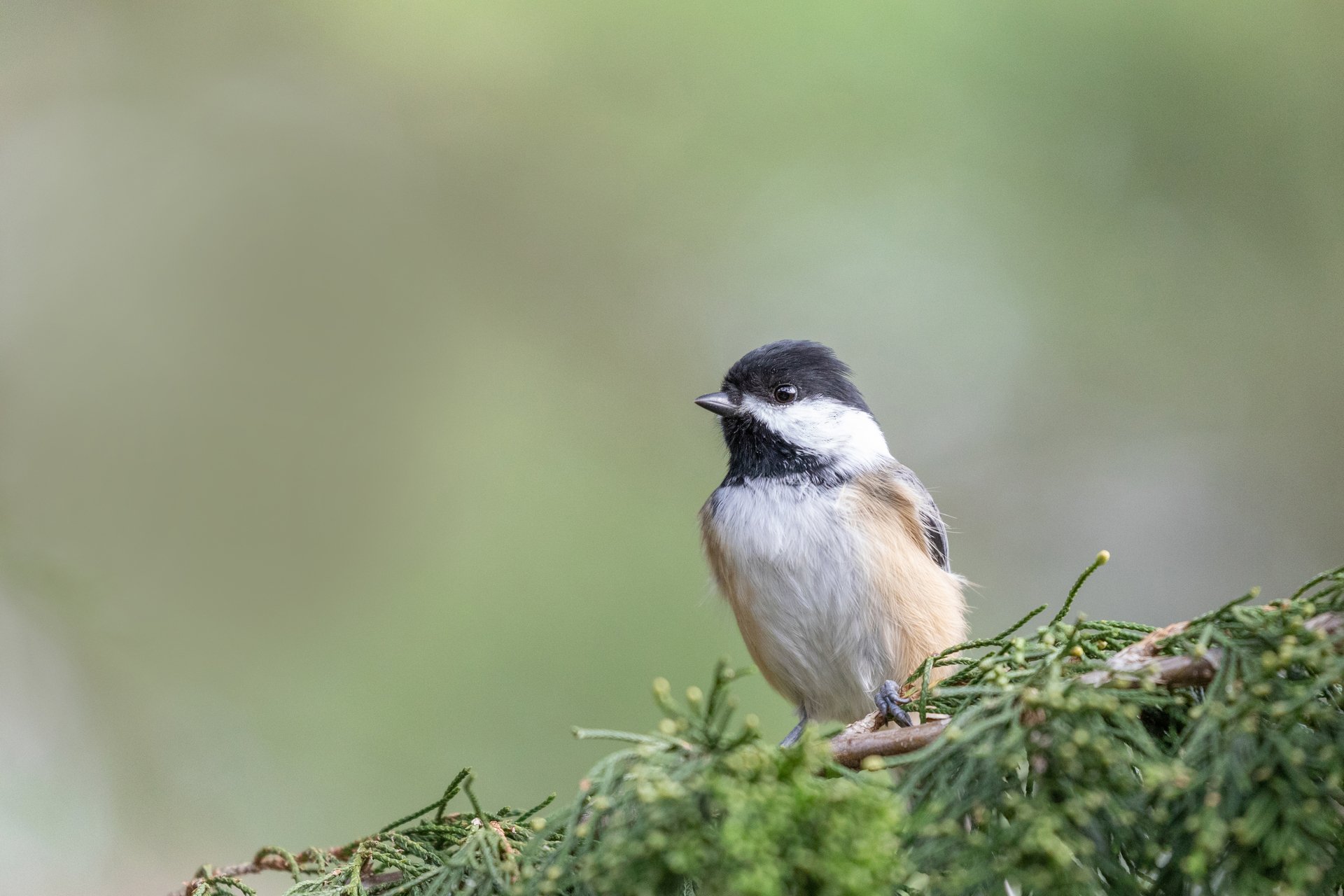 black-capped chickadee sitting on moss