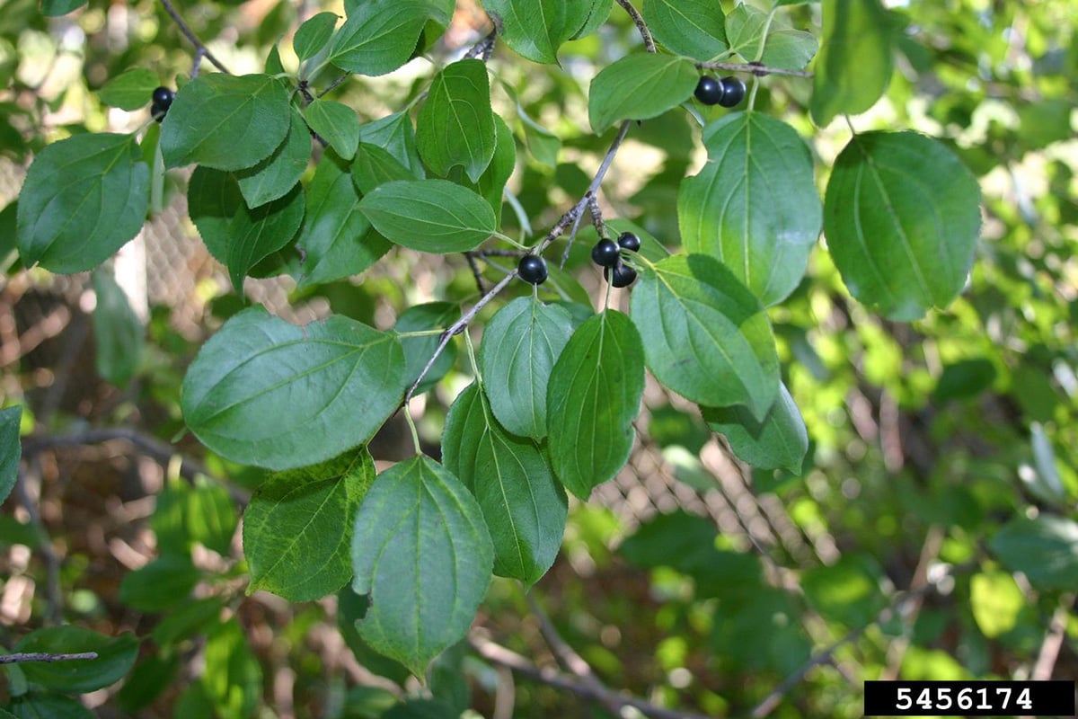 common buckthorn foliage with dark purple berries