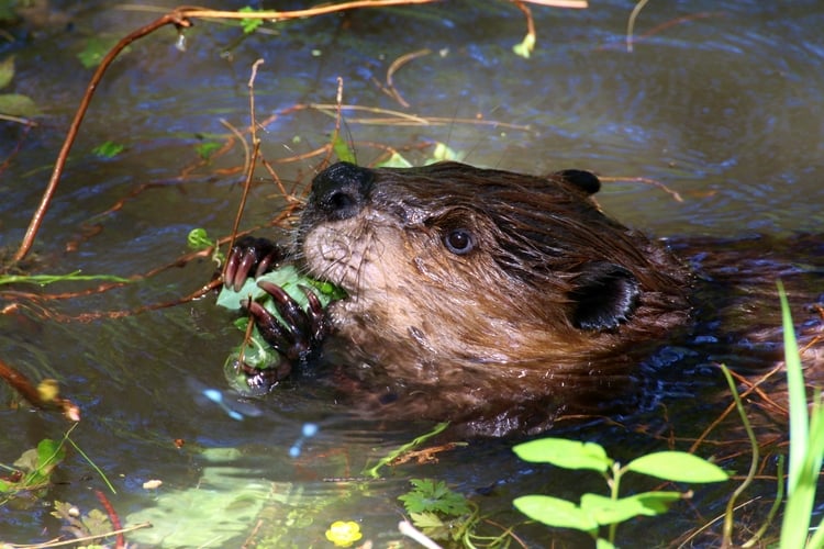 A wet beaver in water chewing on a leaf.