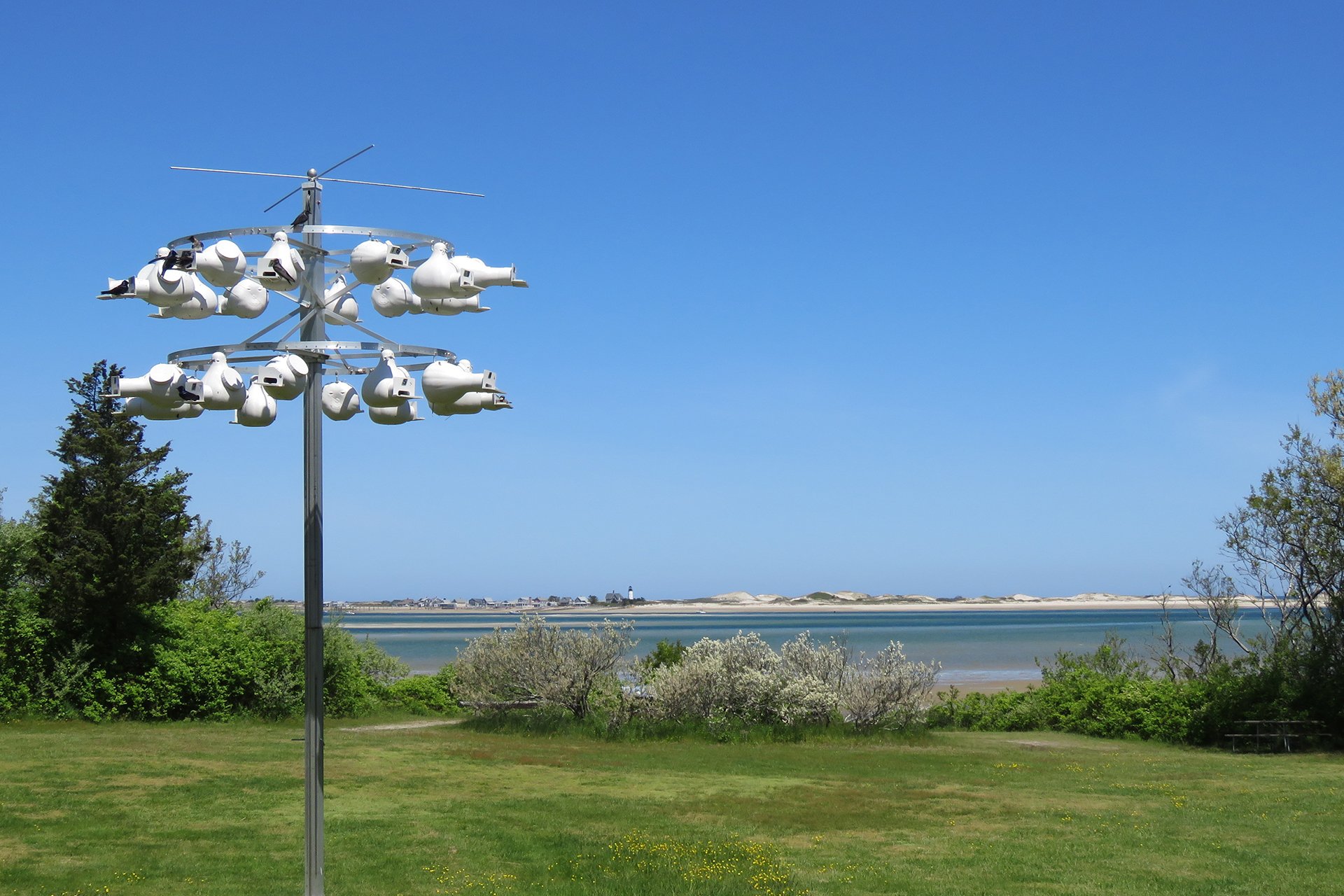 Purple martin nesting gourds in a field at Long Pasture