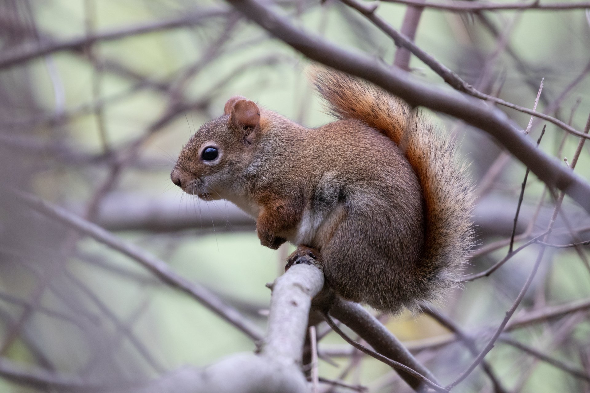 A red squirrel hunched over, standing on a twig.
