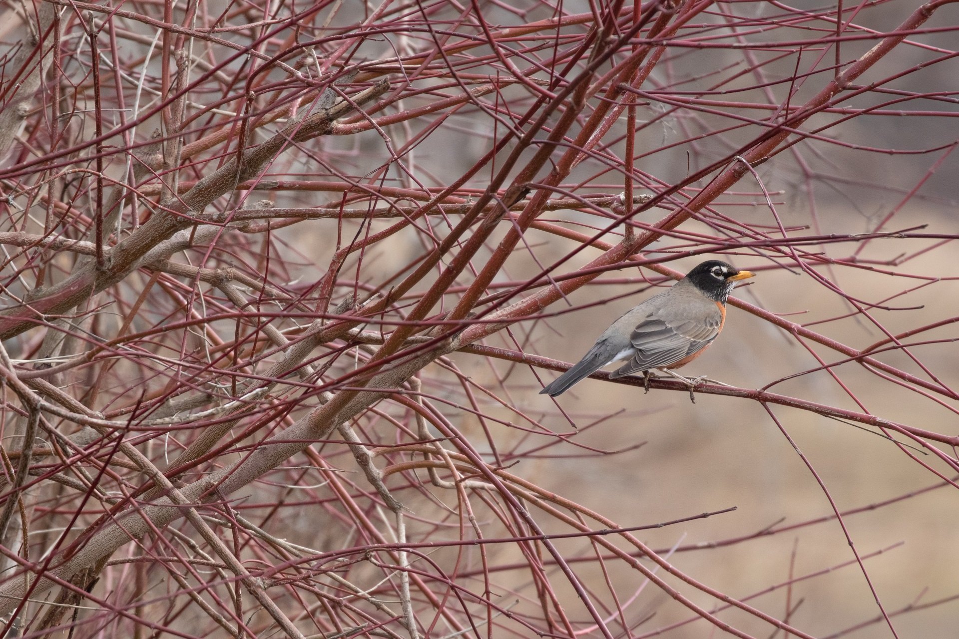 An American Robin sits on a branch at Drumlin Farm.