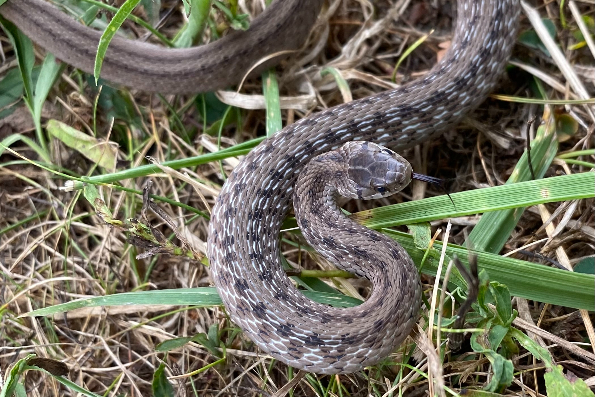 Brown Baby Snake Identification