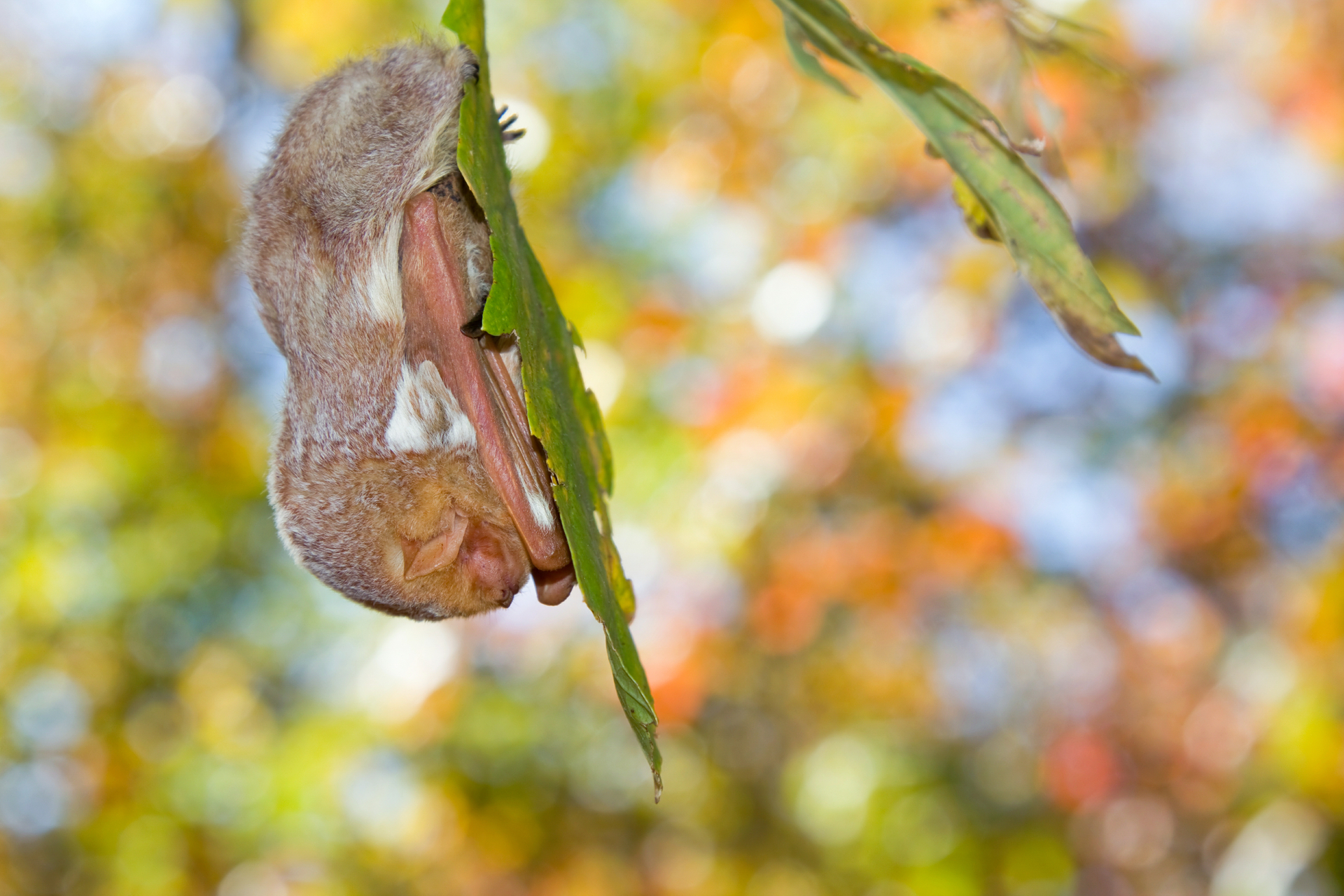 A bat hanging from a leaf with its wings and head tucked under it.