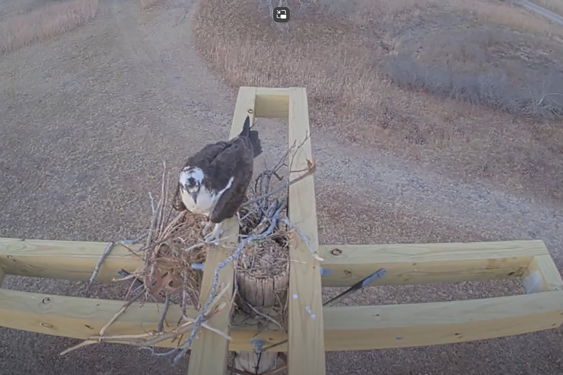 A screenshot of the view from Felix Neck's Osprey Cam, looking down on the nesting platform
